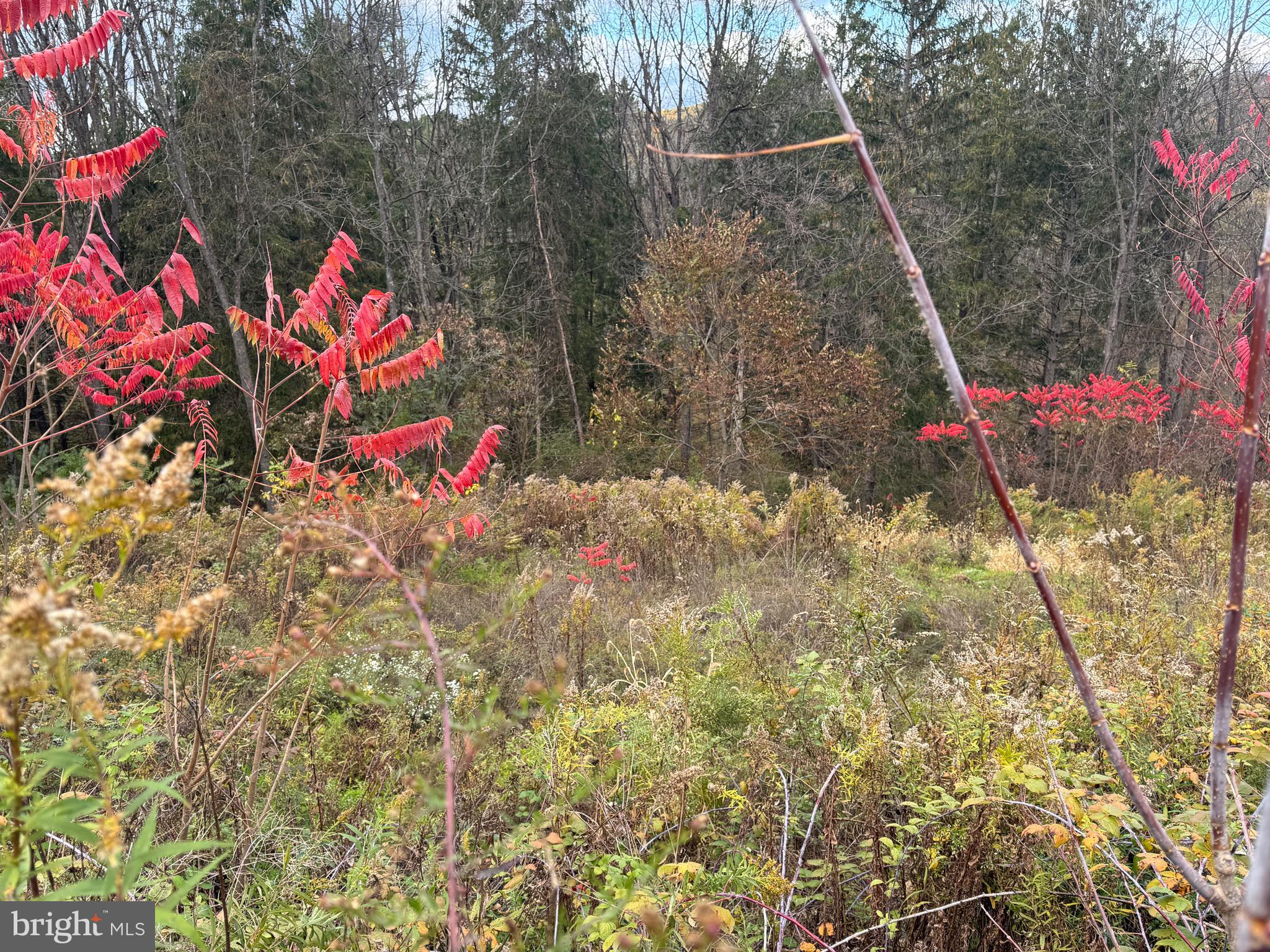 FOREST HEIGHTS - Land