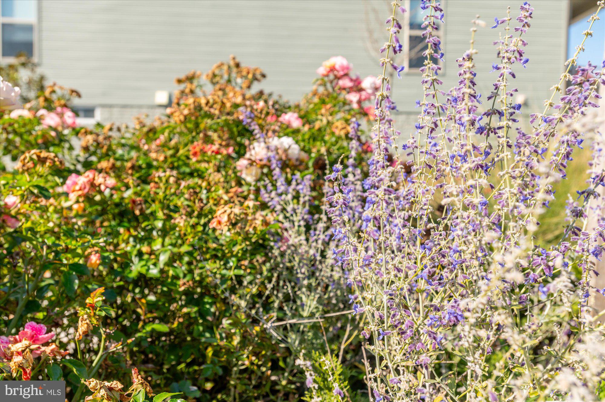 CARTER'S MILL - Residential