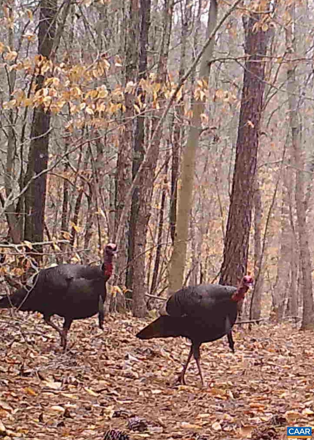 NONE AVAILABLE - Land