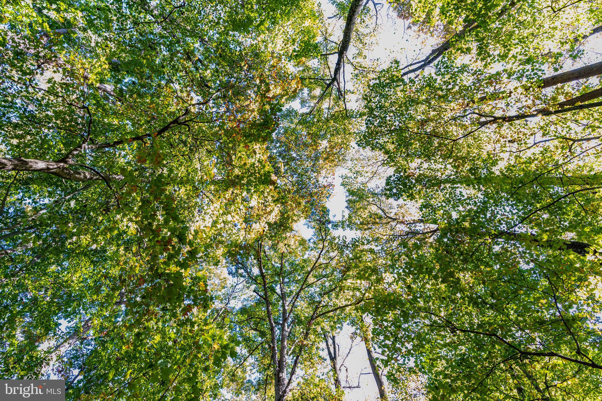 CARSINS RUN - Residential