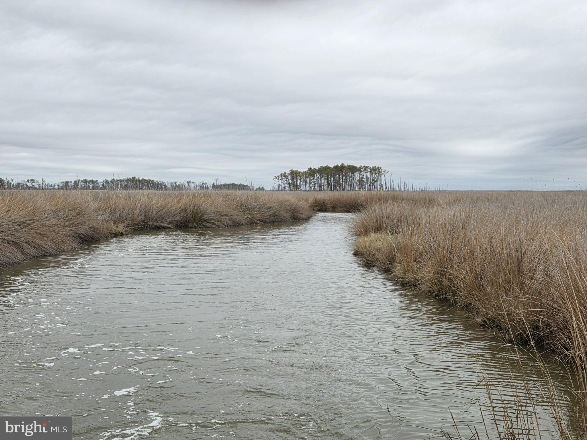 Waterfowl & Sika / Ducks WESLEY ROAD S/S DEEP BRANCH