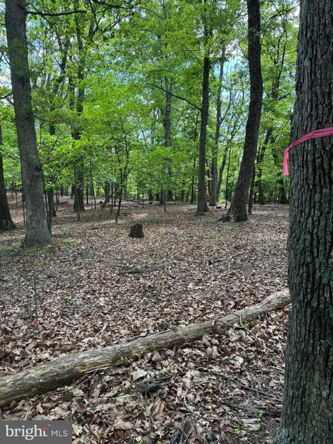Vacant Land For Sale - Shockeysville Road<br/> WINCHESTER, VA 22603