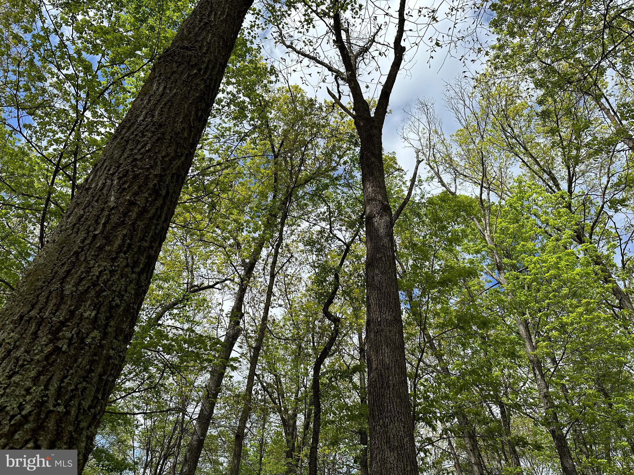 CACAPON MOUNTAIN RETREAT - Land