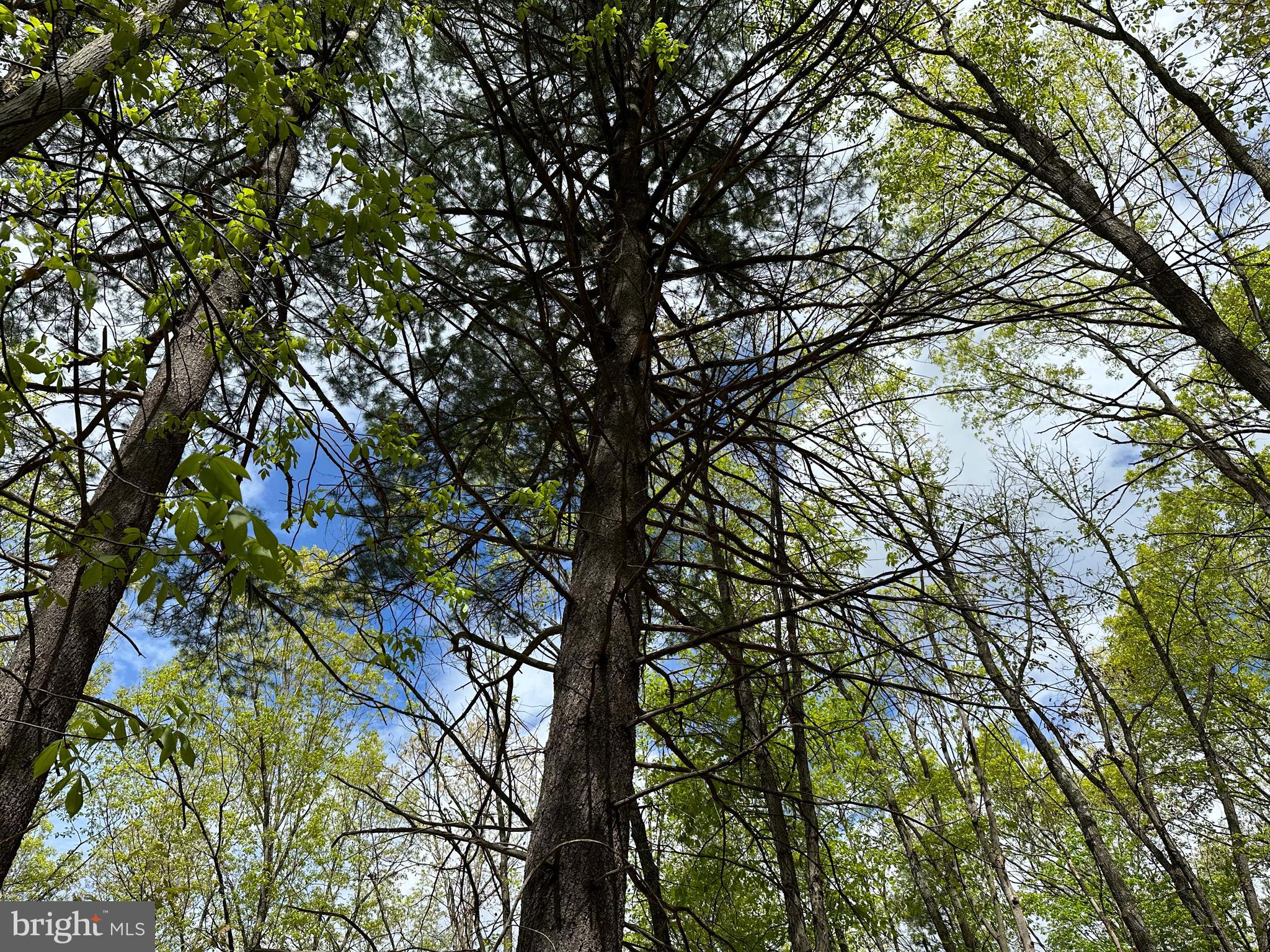 CACAPON MOUNTAIN RETREAT - Land