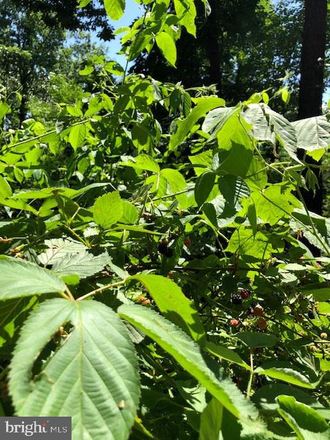 KEYES FERRY ACRES - Residential Lease