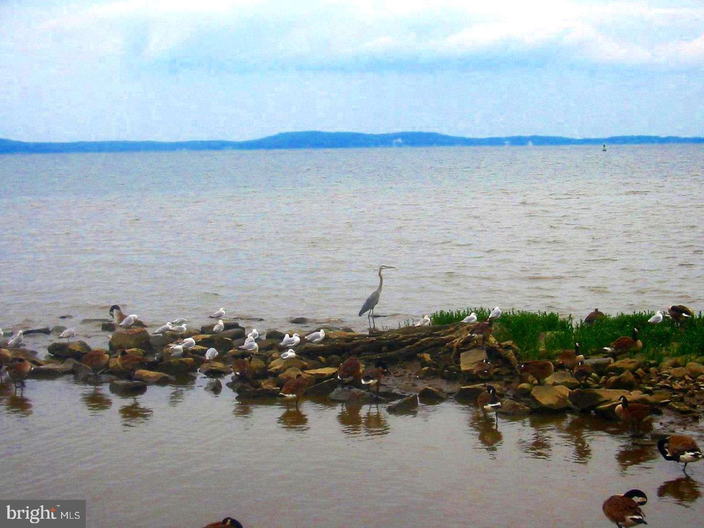 CANVASBACK COVE - Residential
