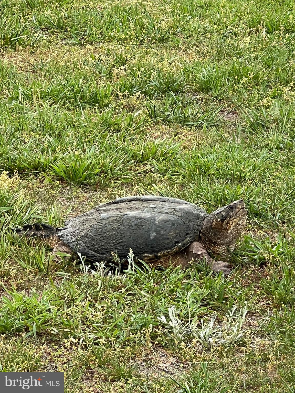 ASSATEAGUE PT RESORT - Residential