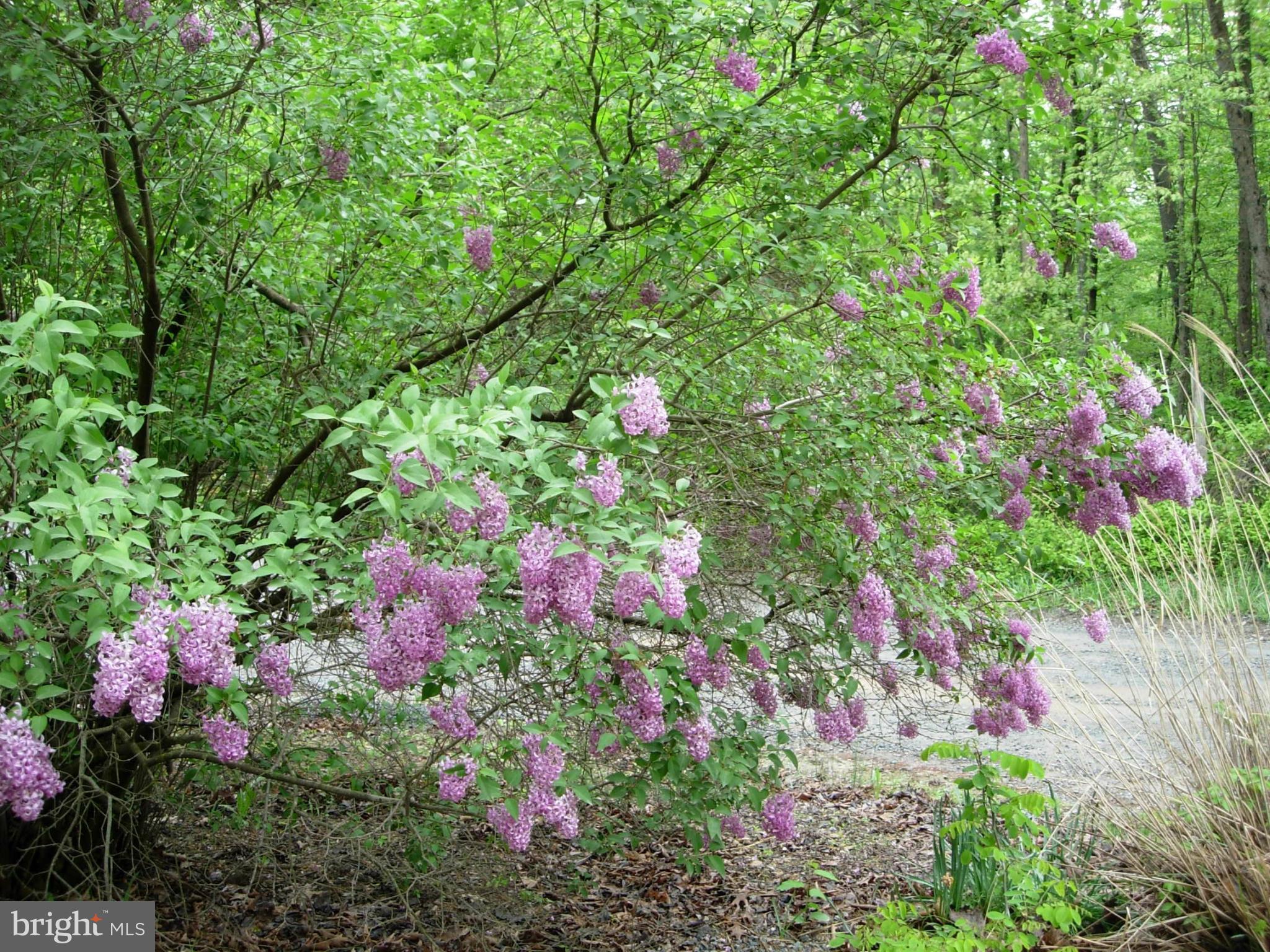 SHENANDOAH RETREAT - Residential