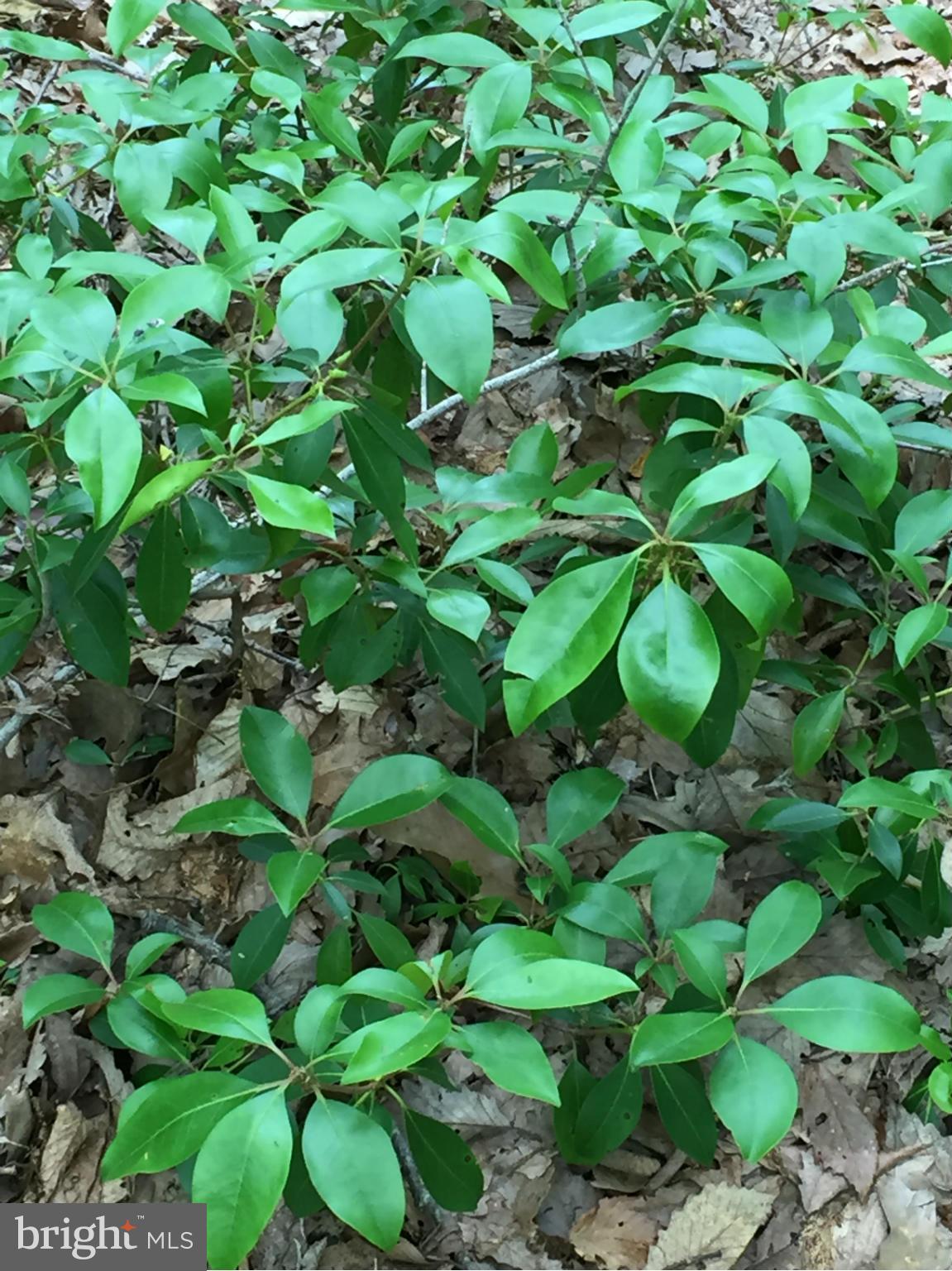 INDEPENDENCE SHORES - Land