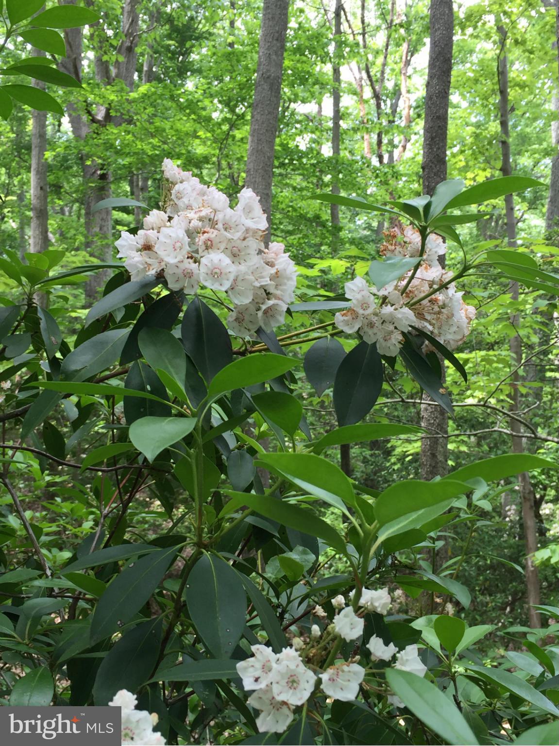 INDEPENDENCE SHORES - Land