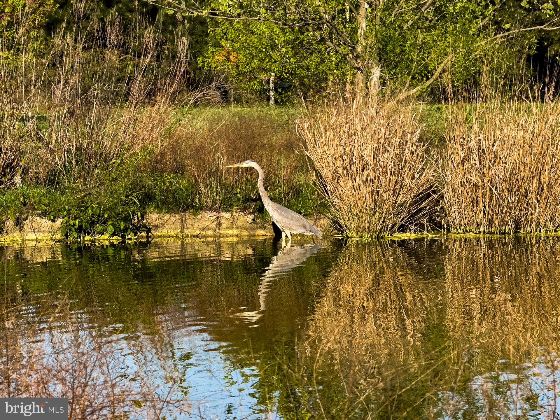 CAMBRIDGE - Residential