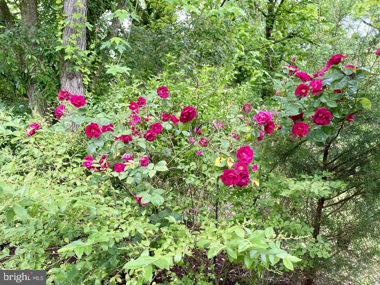 RIDGE VIEW ESTATES - Residential