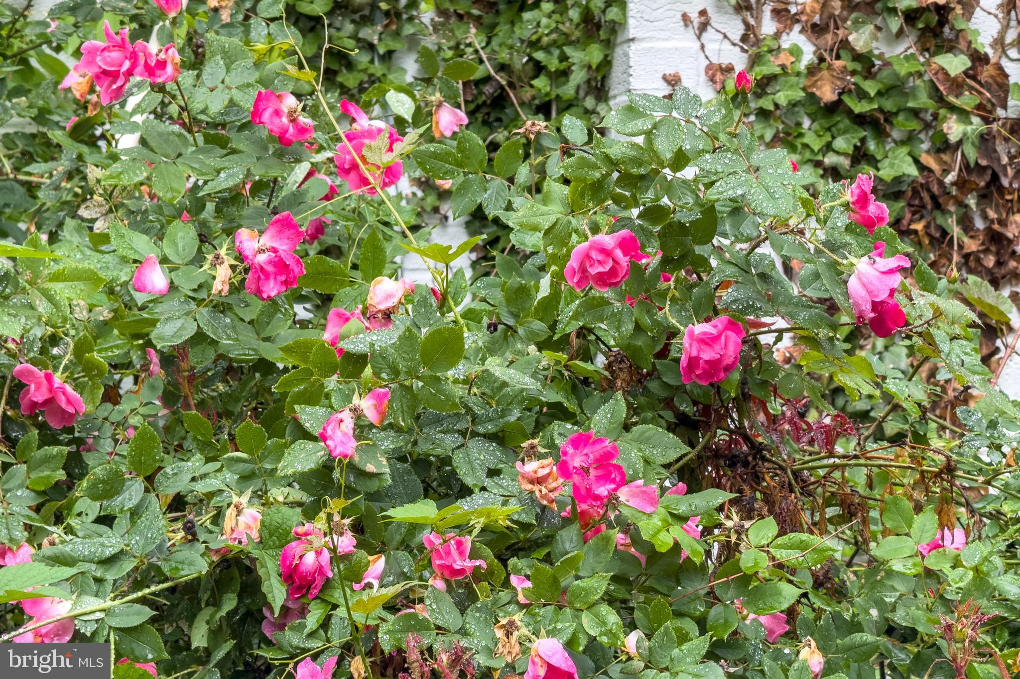 CANTERBURY WOODS - Residential