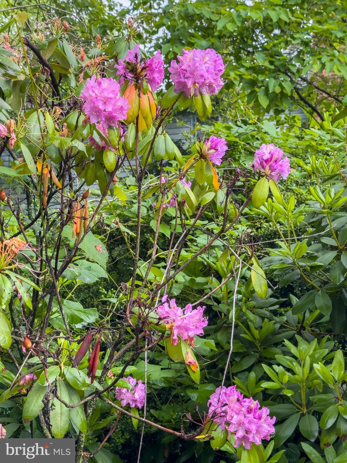 CANTERBURY WOODS - Residential
