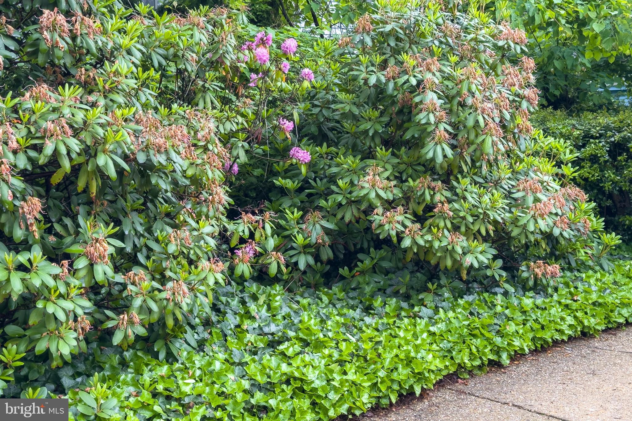 CANTERBURY WOODS - Residential