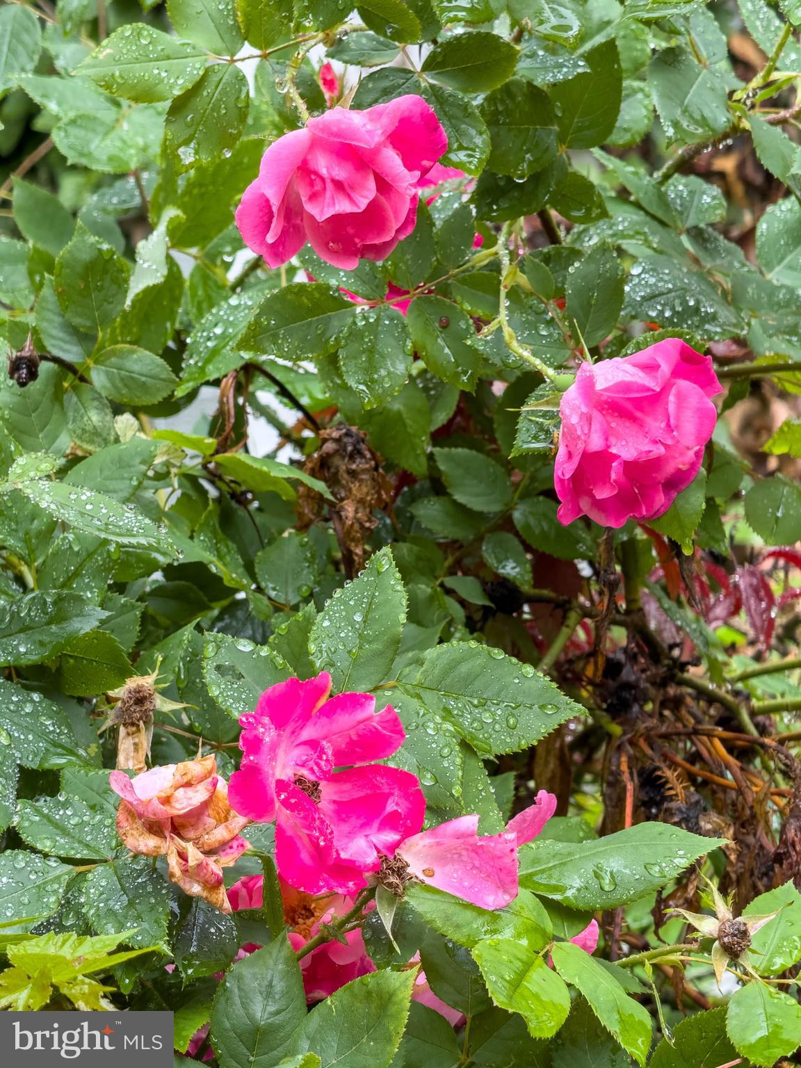 CANTERBURY WOODS - Residential