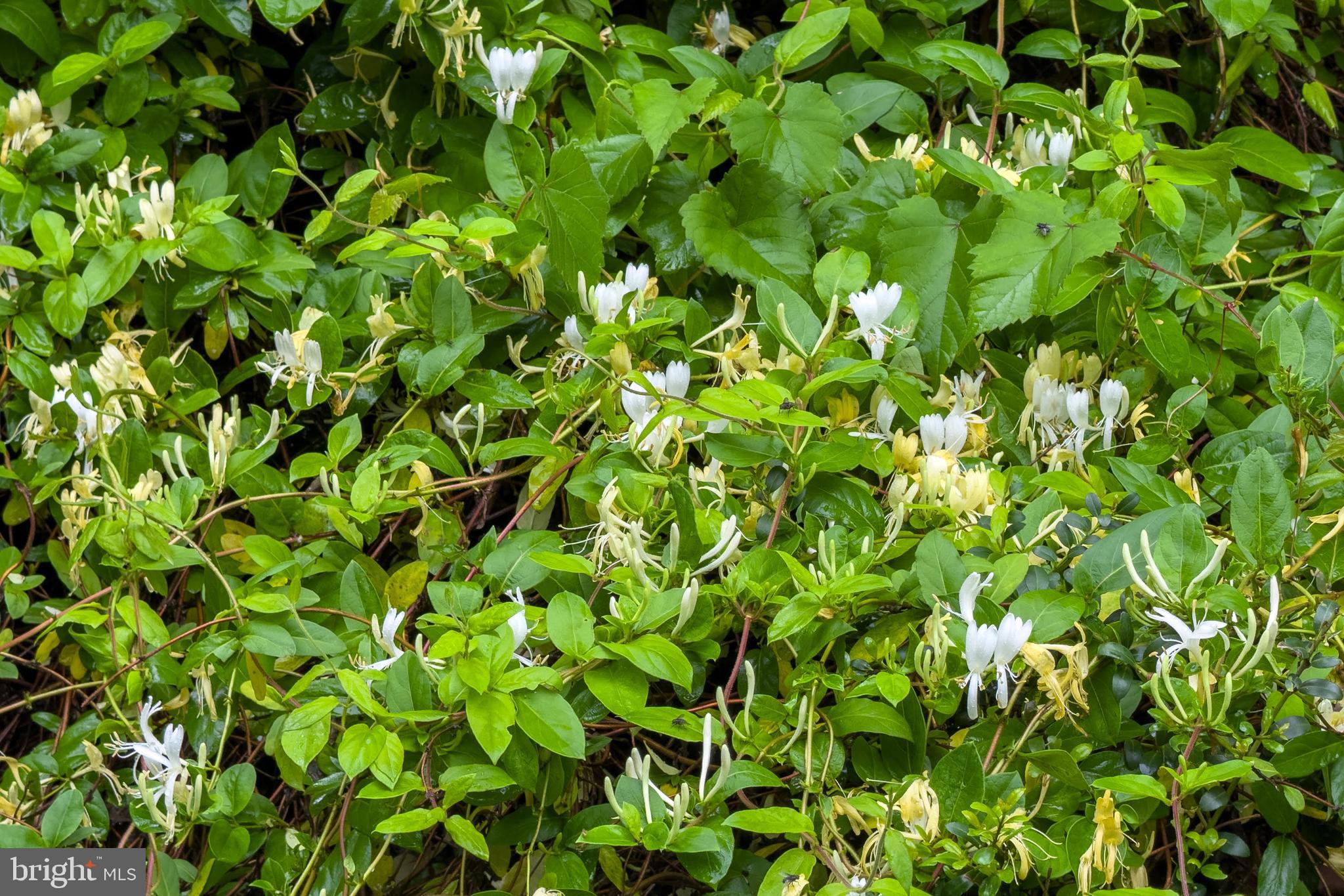 CANTERBURY WOODS - Residential