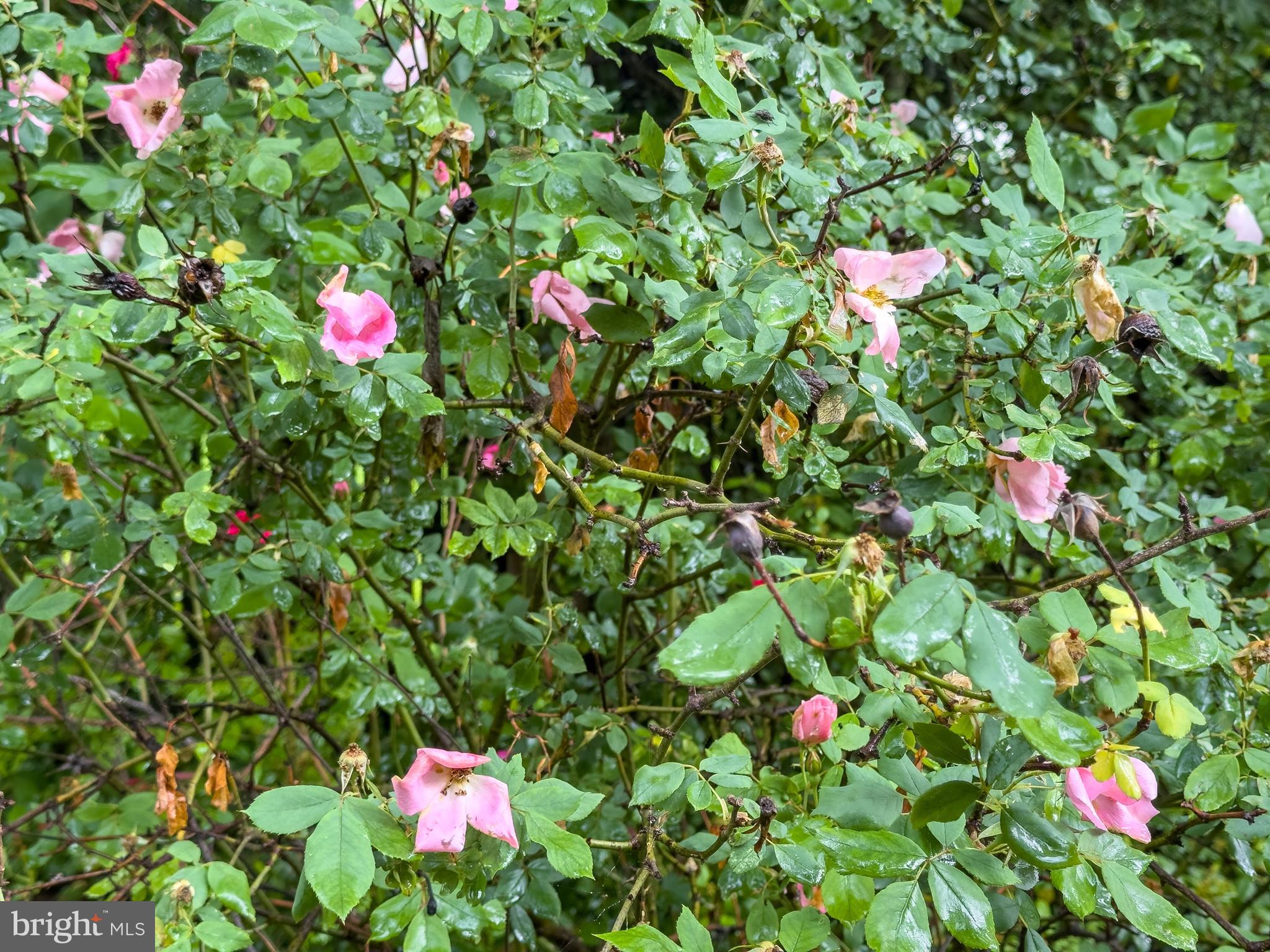 CANTERBURY WOODS - Residential