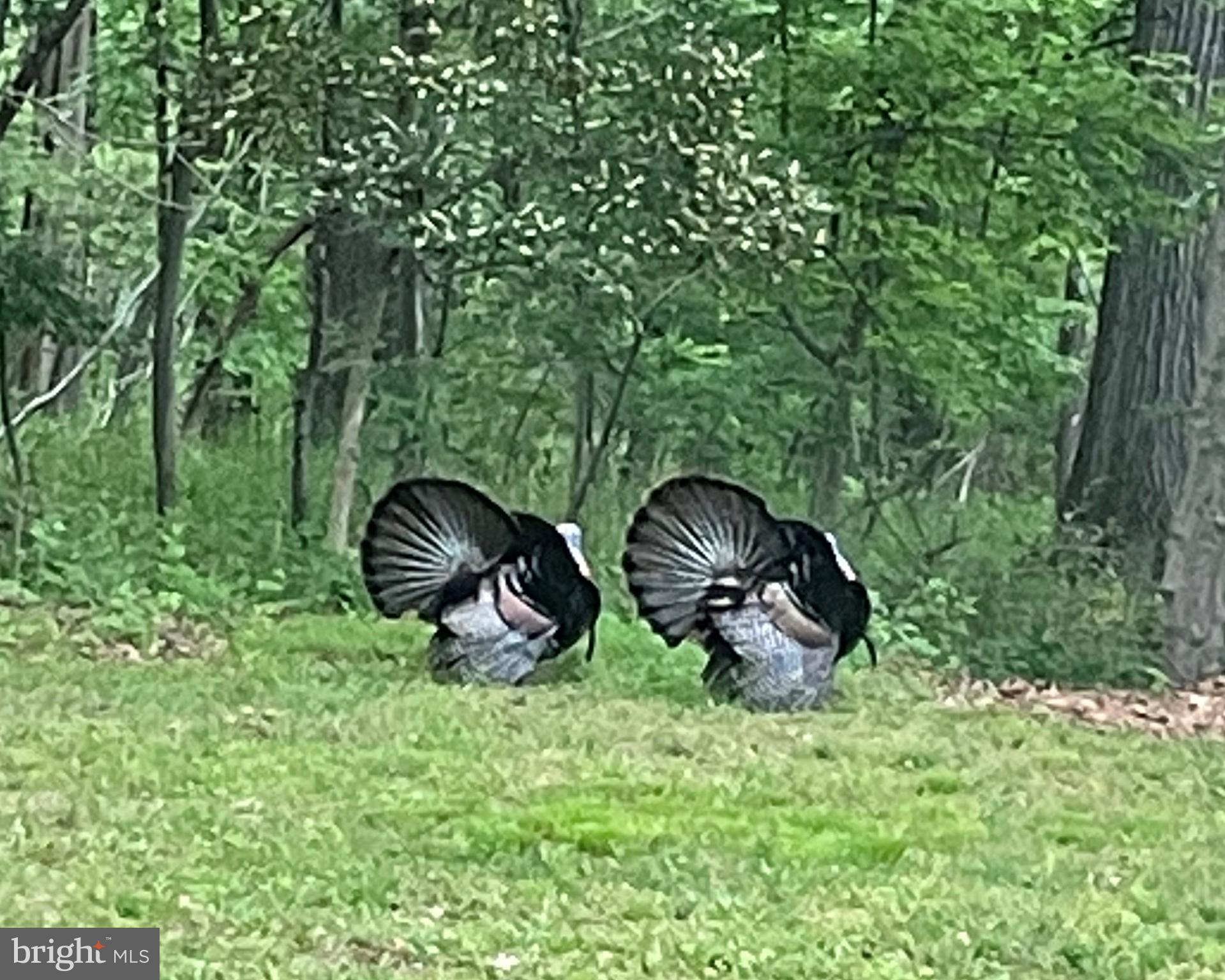 HOLLY HILLS - Residential