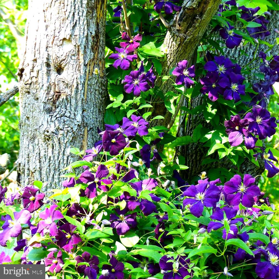 CARDINAL FOREST - Residential