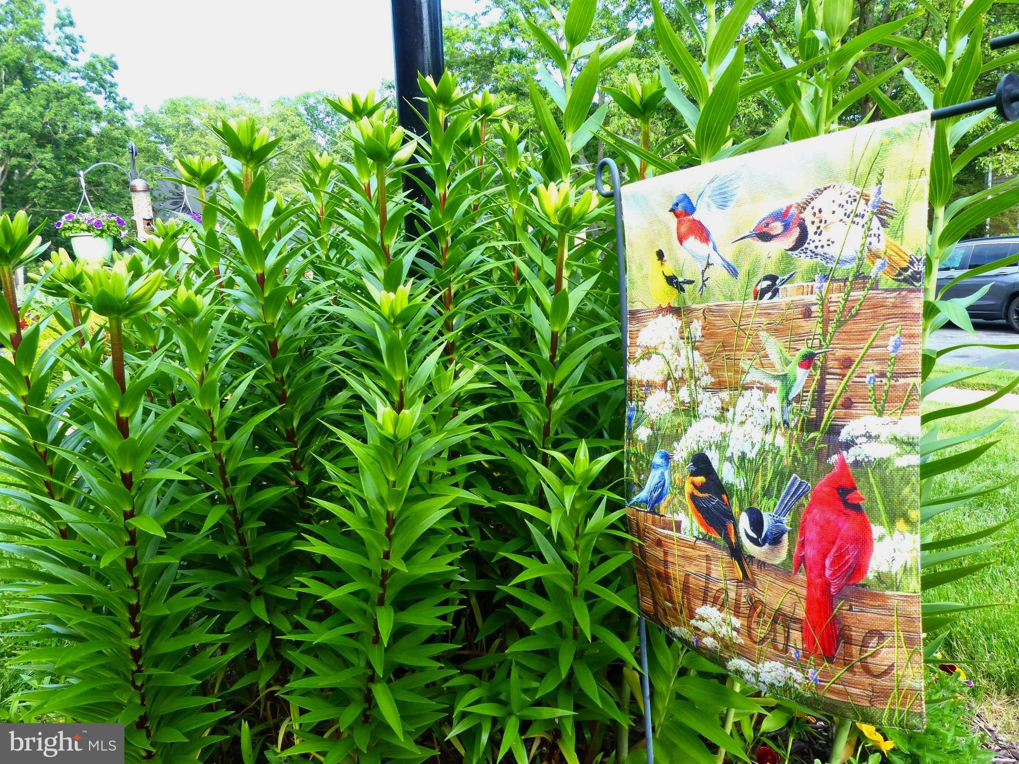 CARDINAL FOREST - Residential