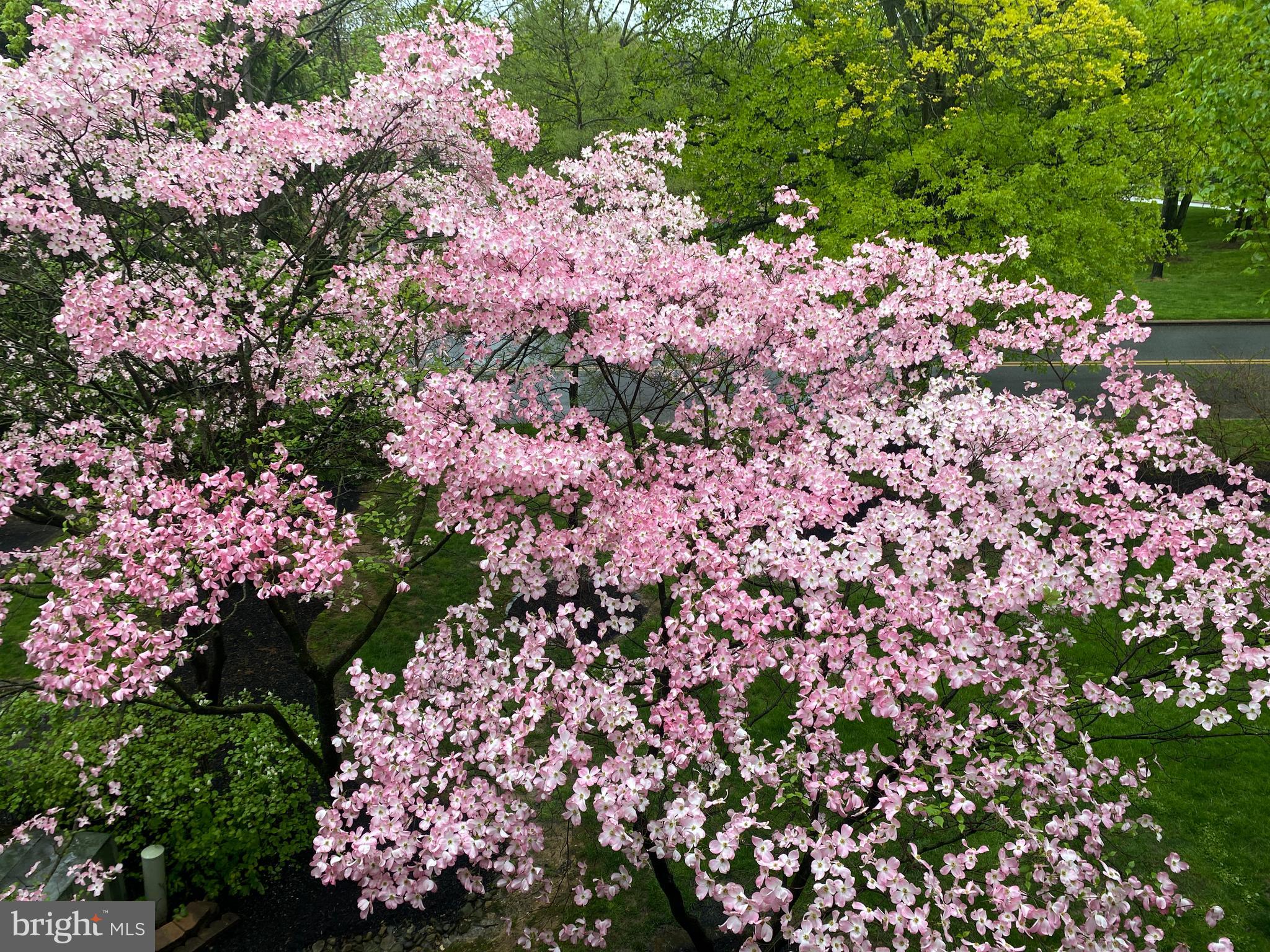 MOUNTAINVIEW - Residential Lease