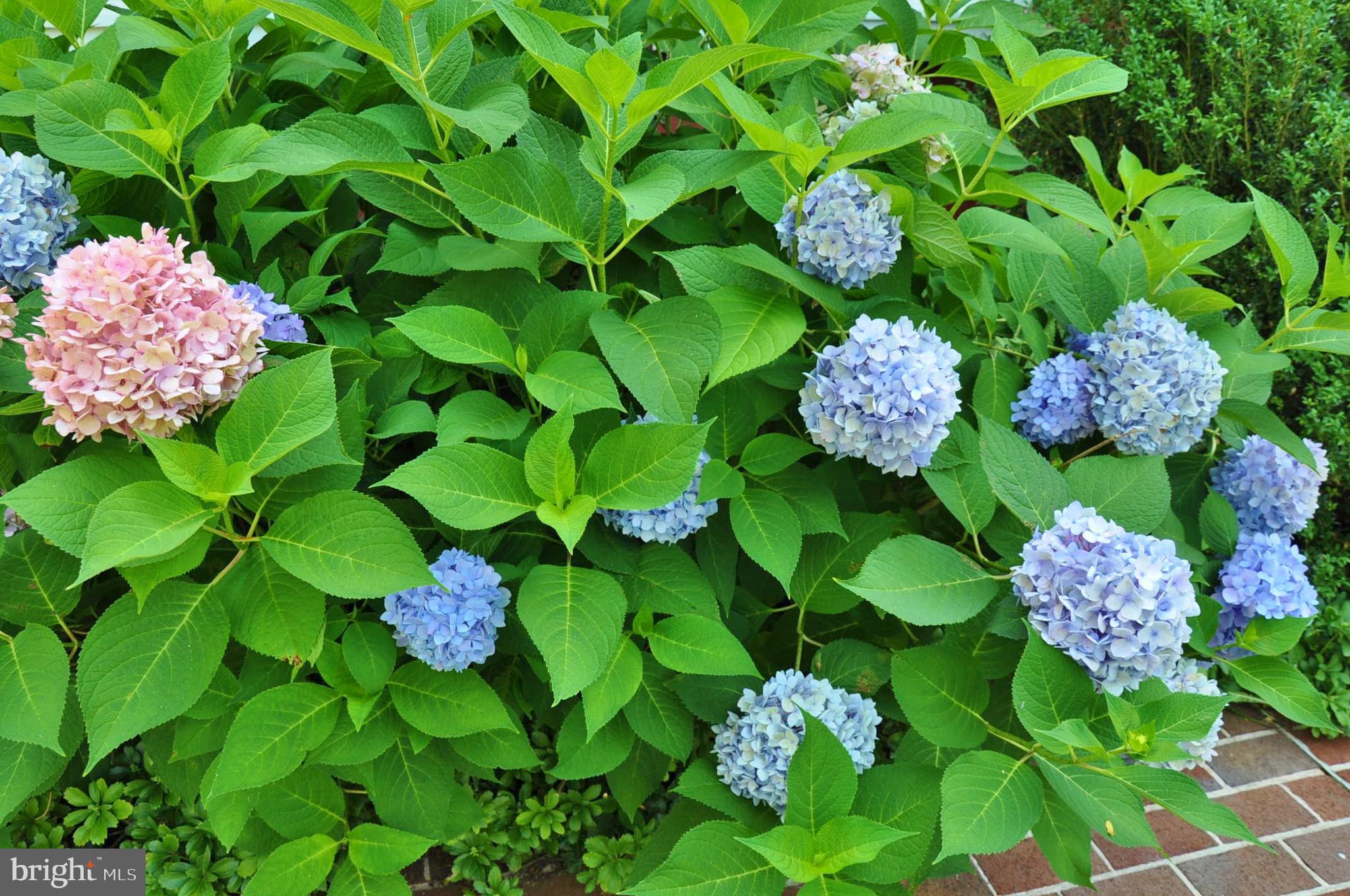 SNYDER PARK - Residential