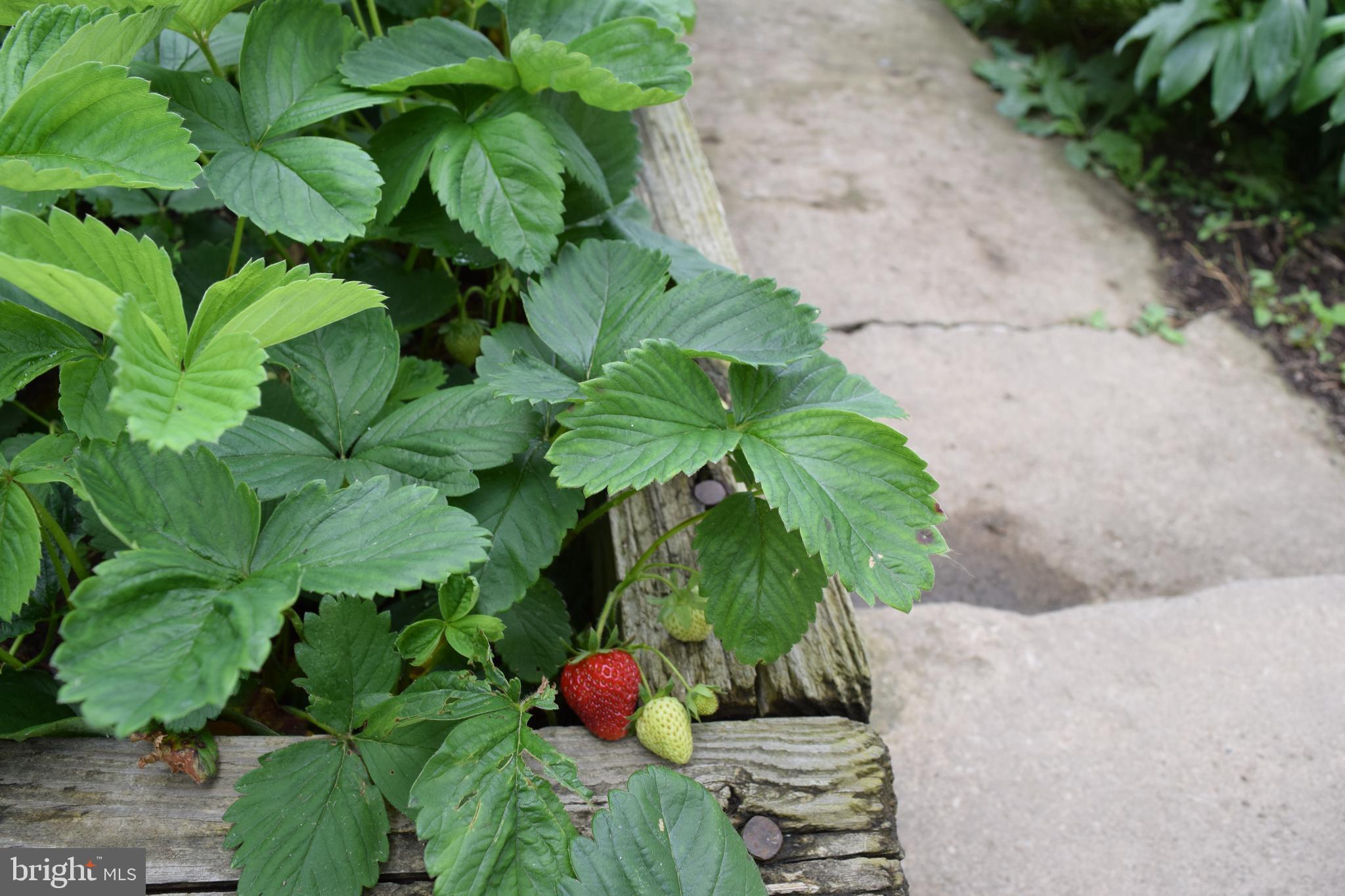 CACAPON VILLAGE - Residential