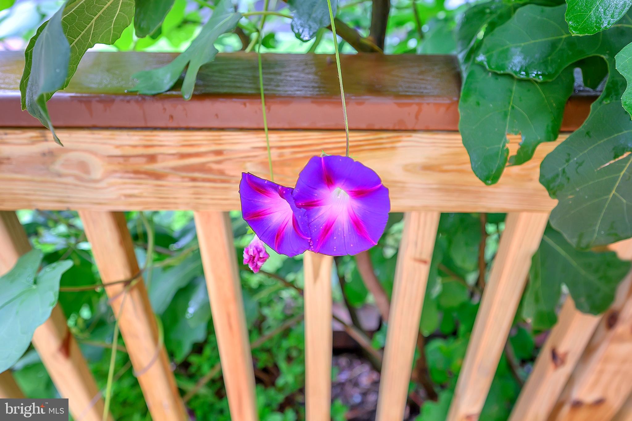 NORTH FERRY FARMS - Residential