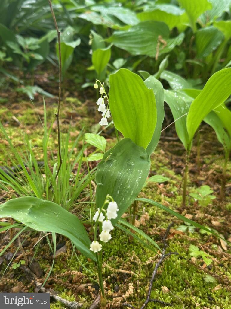 KINGS PARK WEST - Residential