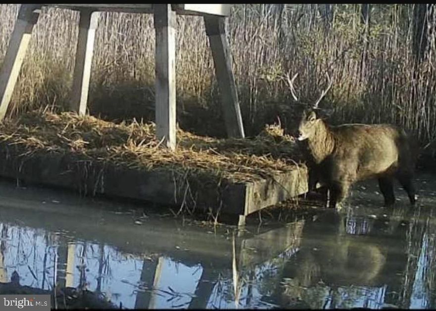 Ready. To. Hunt. sika property located in the heart of sikaville with great road frontage and access. This 15+/- acres is a mix of marsh with some trees, and two nice ponds if you want to try your hand at waterfowl hunting. The property is improved with 3 ladderstands, 2 of the feeder setups as pictured, and a small camper being left by the owner. The owner hasn't used the property in over a year, but the camper had been used as a nice getaway, and electric was run from the house breaker panel. The panel is not in the best shape but was used, and electric service was from Choptank Electric.  There is a quad trail to the back of the property where one of the ponds is and one of the feeder setups. As a bonus to the property there is an old house remaining on the property of no value, and not livable. The property does have a septic system, and well but current condition is not known. If you are looking for a great little spot to hunt sika deer and waterfowl, this one is sure to provide those opportunities. Schedule your own private tour today!