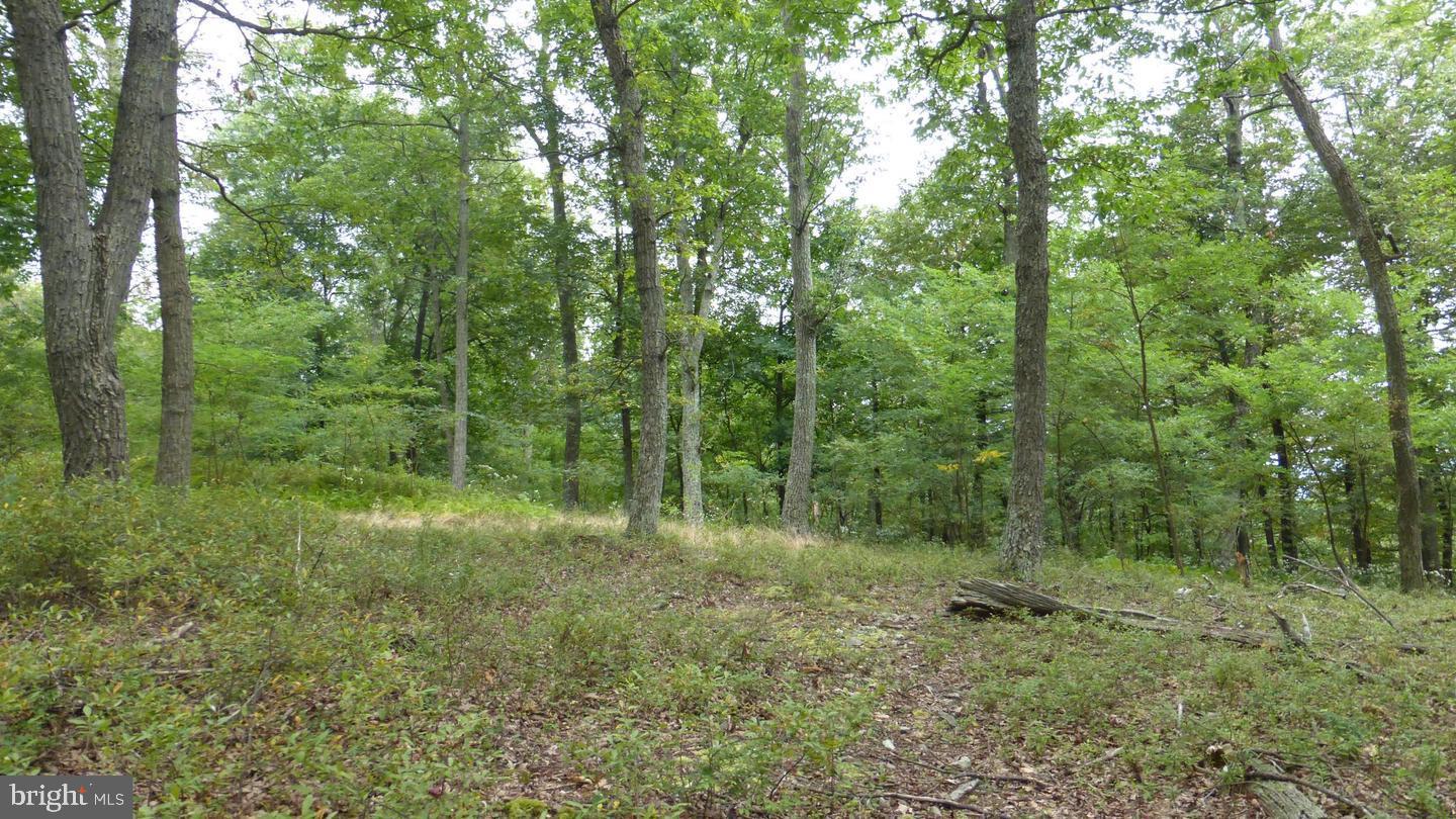 TOP OF THE MOUNTAIN - Land