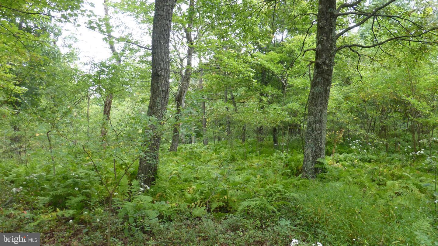 Are you dreaming of owning a piece of pristine wilderness? Look no further! This stunning 11-acre property is located just minutes away from Moorefield and offers a secluded haven surrounded by nature. The property boasts lush woods and offers an ideal setting for those seeking privacy and tranquility. With 11 acres at your disposal the possibilities are endless. Whether you are looking to build your dream home, establish a weekend getaway, or indulge in recreational activities, this property can accommodate your desires. Picture yourself hiking through the dense forest, exporting hidden trails, or simply enjoying the sights and sounds of wildlife that call this land home.
Moorefield, West Virginia, known for its small-town charm and friendly community, is just a short drive away, providing easy access to all necessary amenities. From shopping and dining to schools and healthcare facilities, everything you need is within reach. Additionally, this location offers an array of outdoor recreational activities. The nearby South Branch Potomac River is prefect for fishing, kayaking, or simply taking in the breathtaking views. The surrounding area also boasts several state parks and national forests, allowing you to submerge yourself in the beauty of nature.
Don't miss out on this incredible opportunity to own your very own slice of paradise. Whether you are looking to escape the hustle and bustle of city life or create an outdoor enthusiast's retreat, this 11-acre wooded retreat is waiting for you. Contact us today to schedule a visit and discover the endless possibilities that await you!