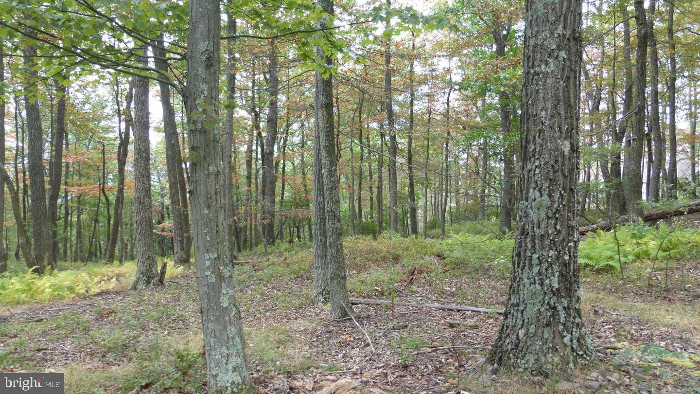 TOP OF THE MOUNTAIN - Land