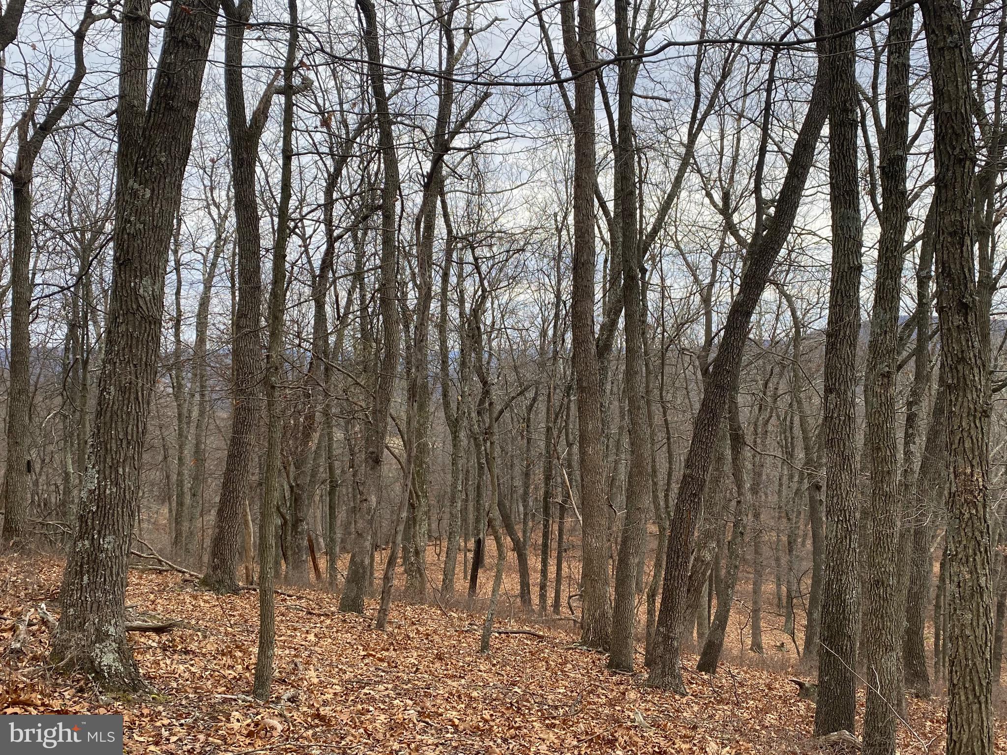 TOP OF THE MOUNTAIN - Land