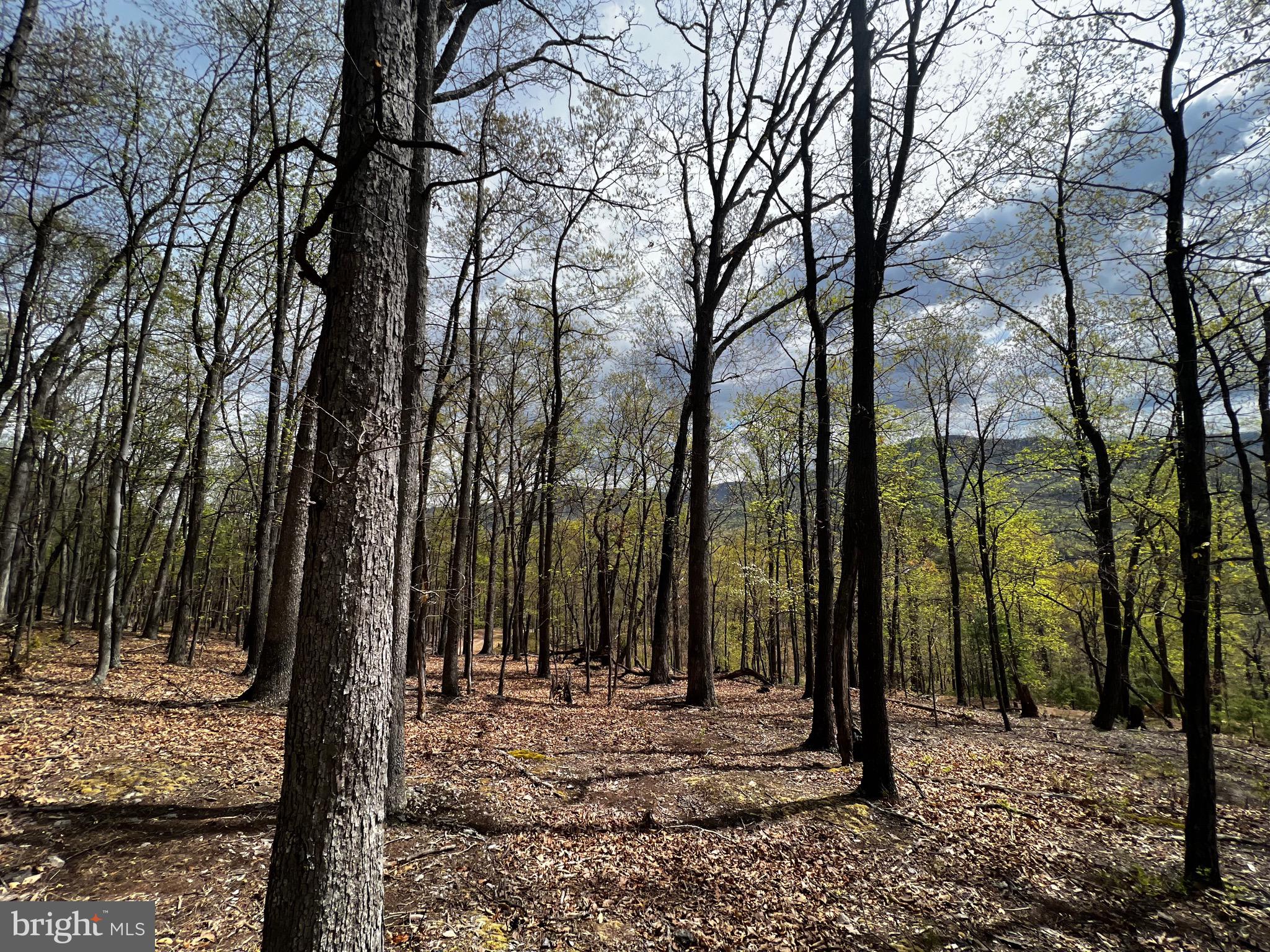 No HOA for this secluded woodland tract off South Fork. Easy access and great hunting reported. Rock outcroppings near top where you can hike to view the river valley below. Nice level building site with total privacy!