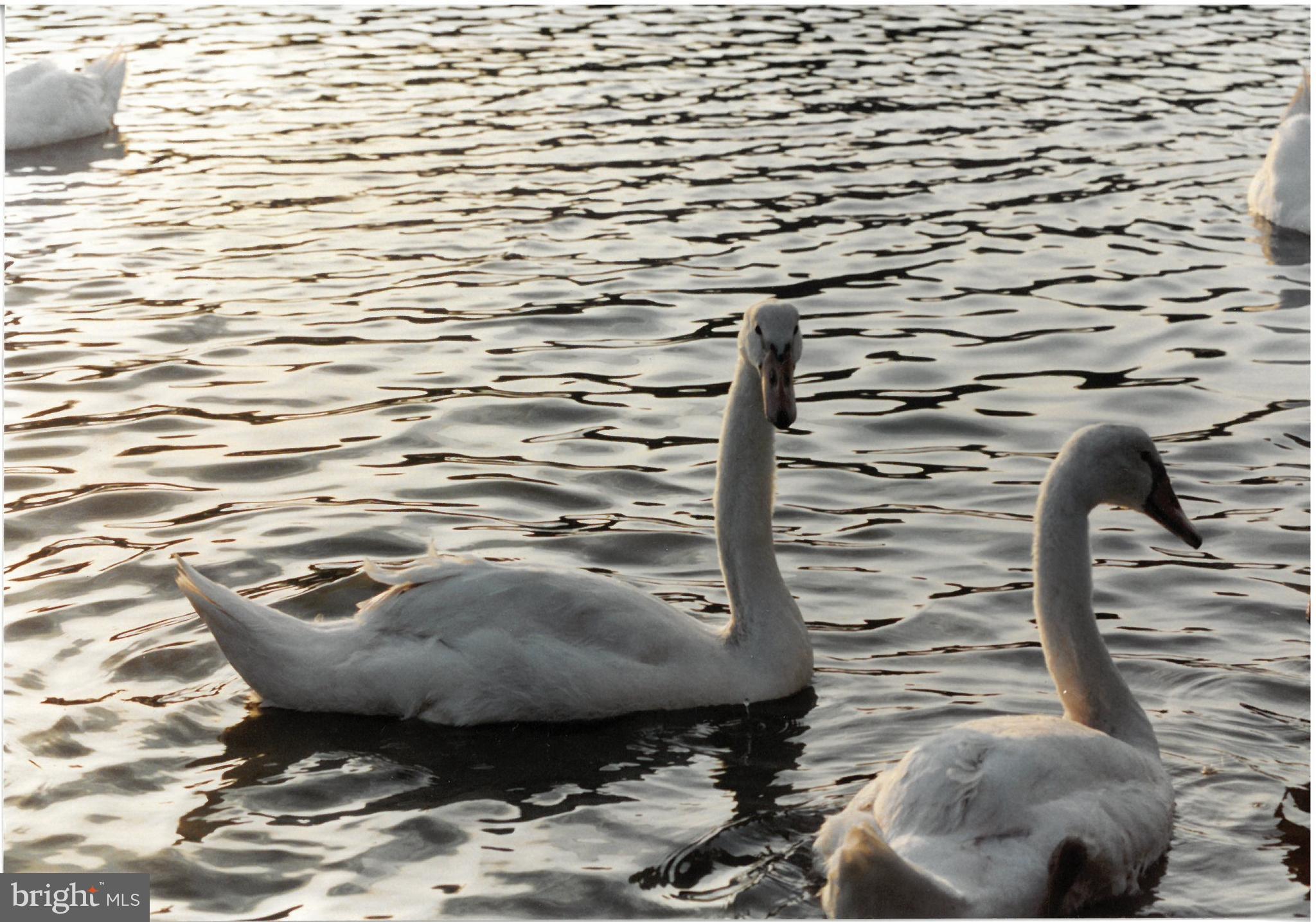 COVE CREEK CLUB - Residential