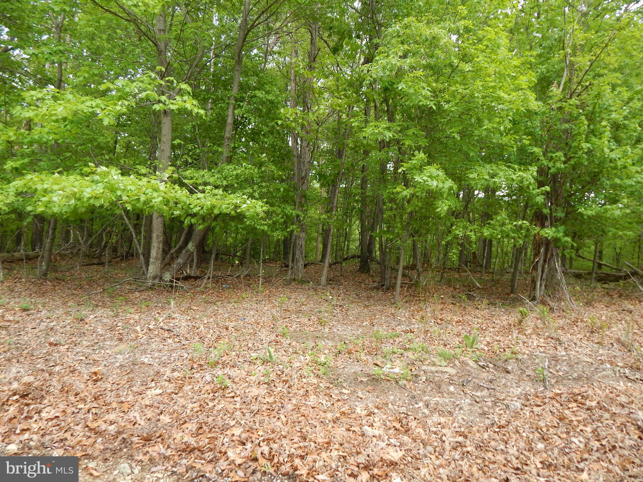 Wooded two lots that are deeded separate in Oak Forest Subdivision. Build your dream home. Close to Cacapon State Park and Sleepy Creek State Park and 522. You can purchase one lot for 60,000.00. Two lots are available. There's a stream at the bottom of the lots. SELLER IS MOTIVATED! OWNER FINANCING AVAILABLE! Class I septic needed.