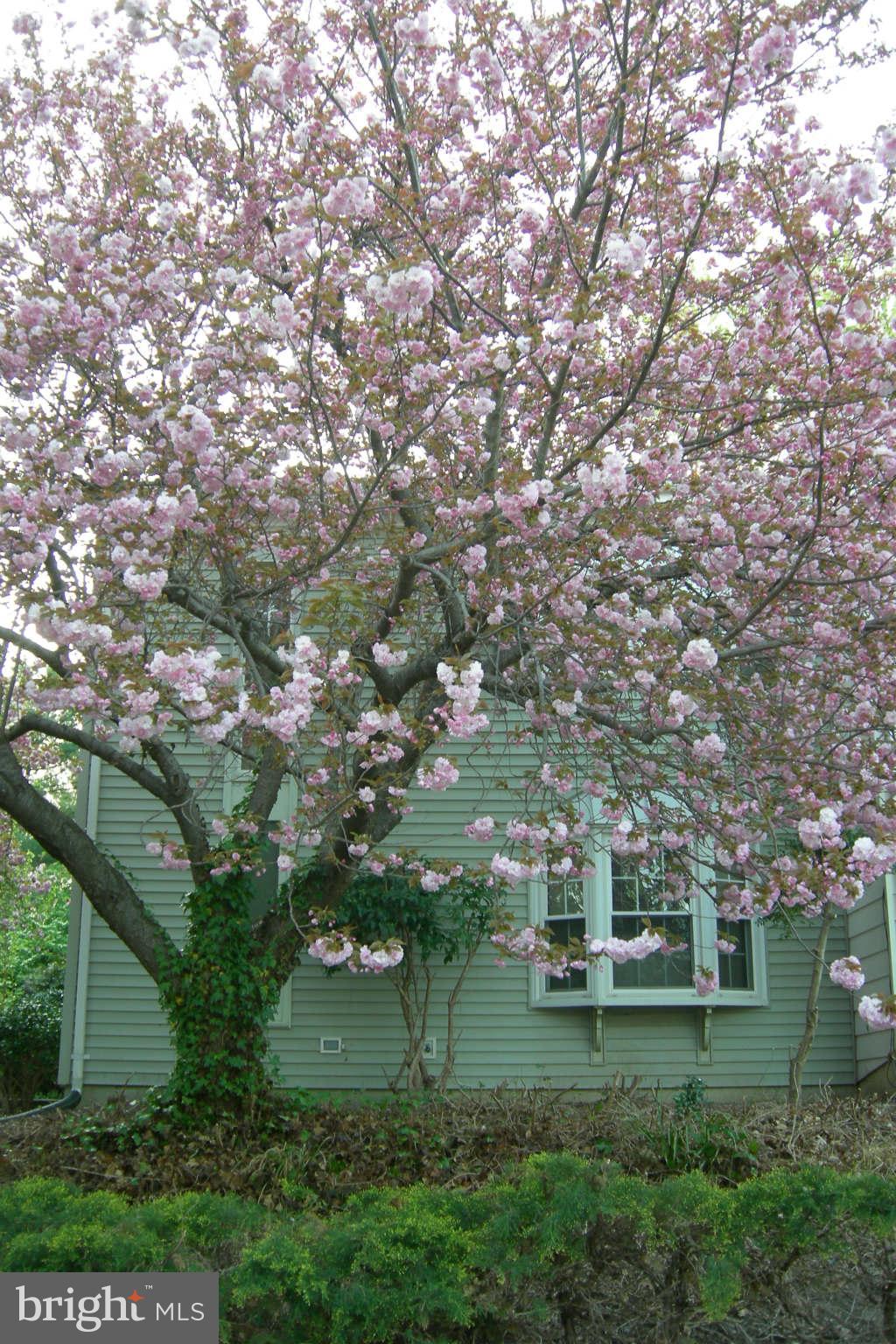 LAKE RIDGE - Residential Lease