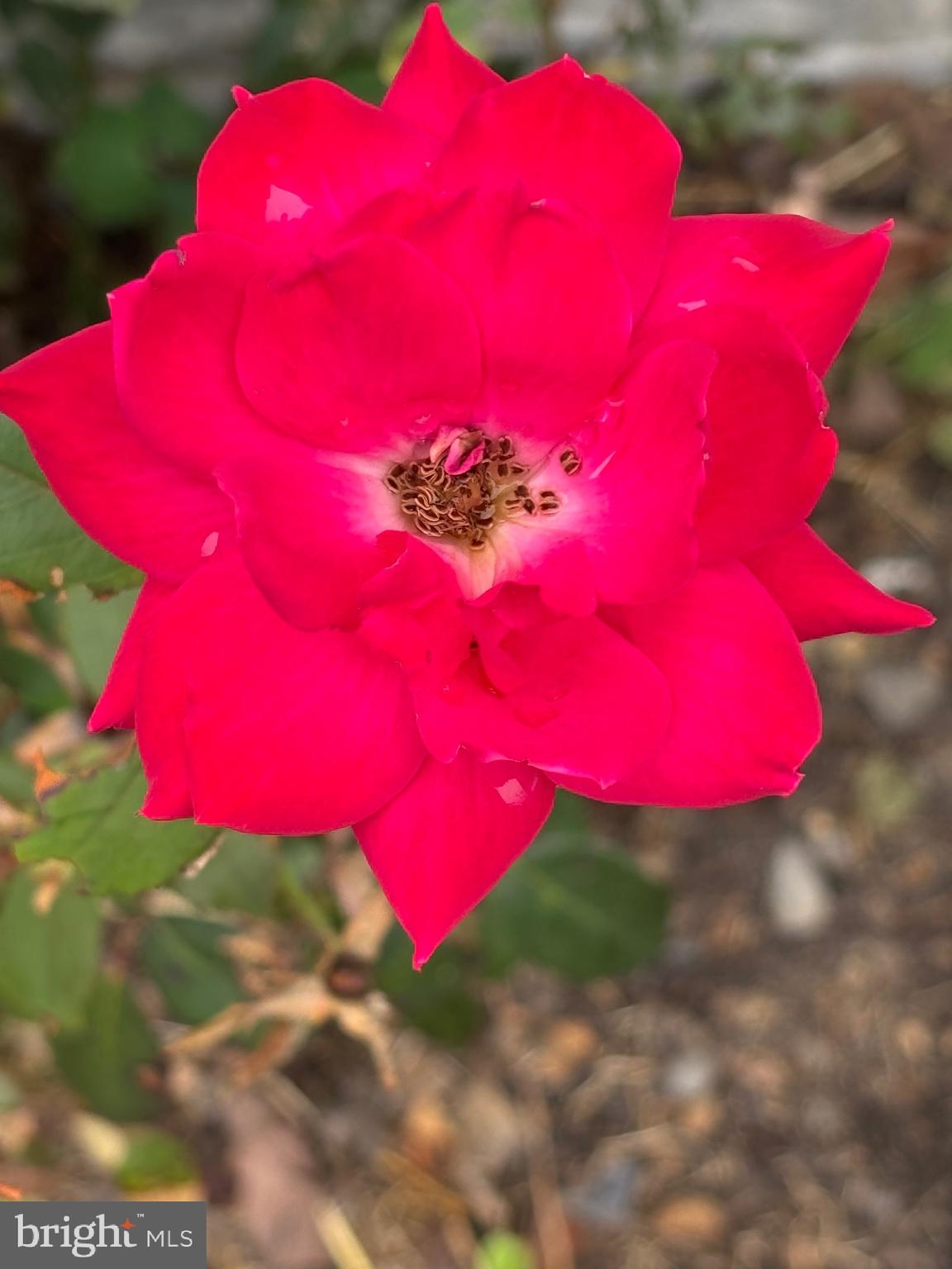 WOODRIDGE - Residential Lease