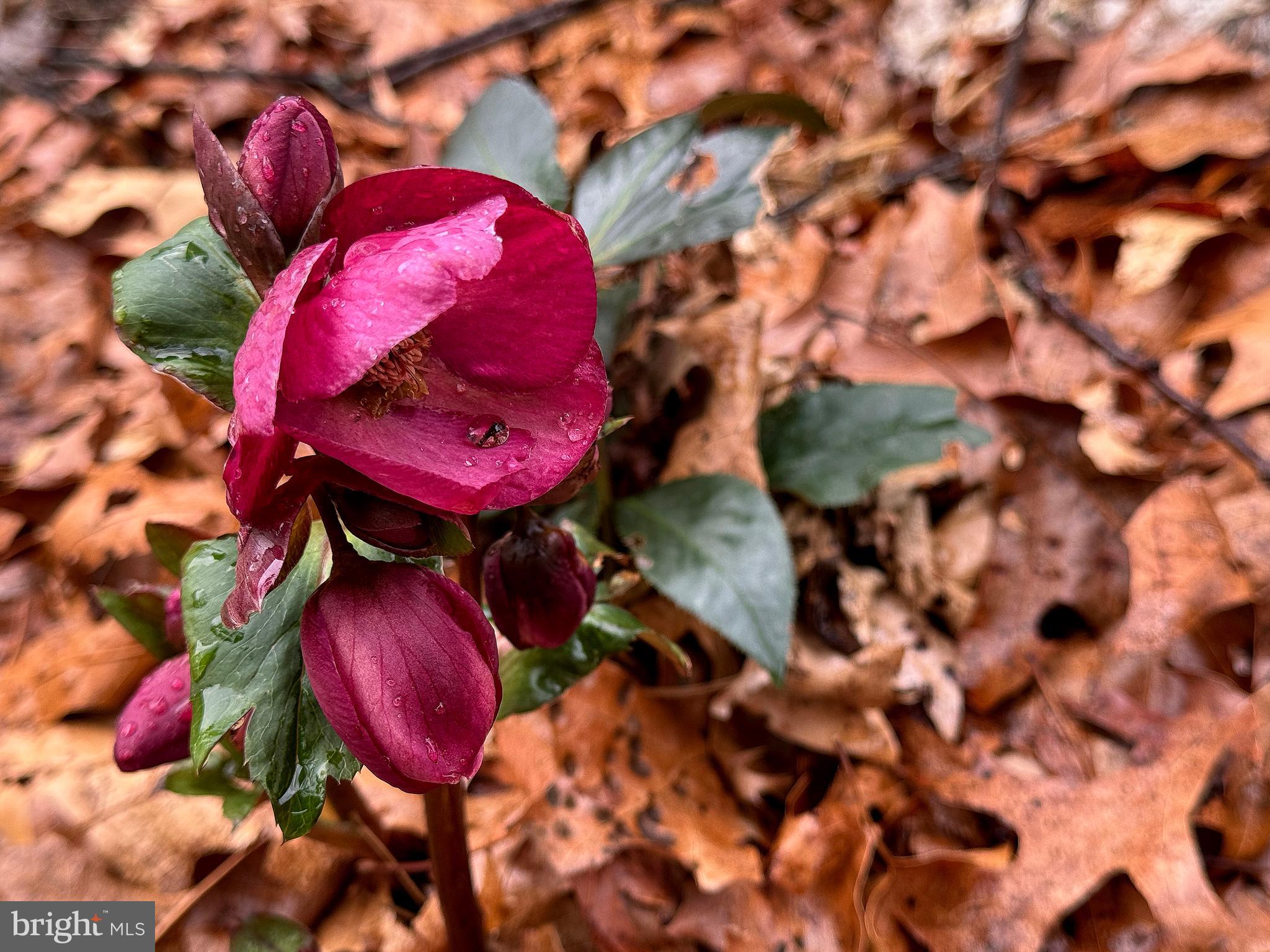 PARK FOREST VILLAGE - Residential