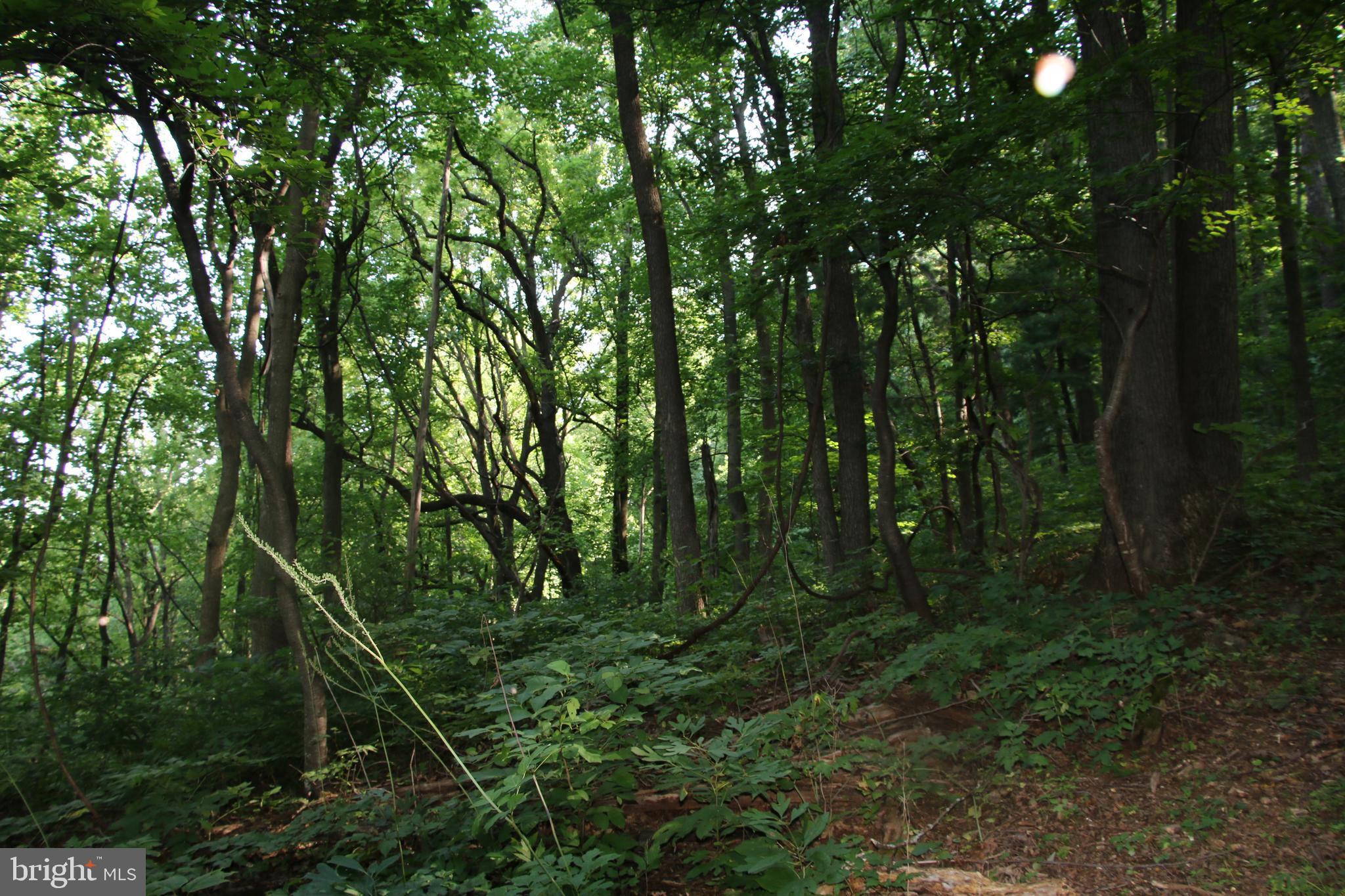 TURKEYPEN-HILL - Land