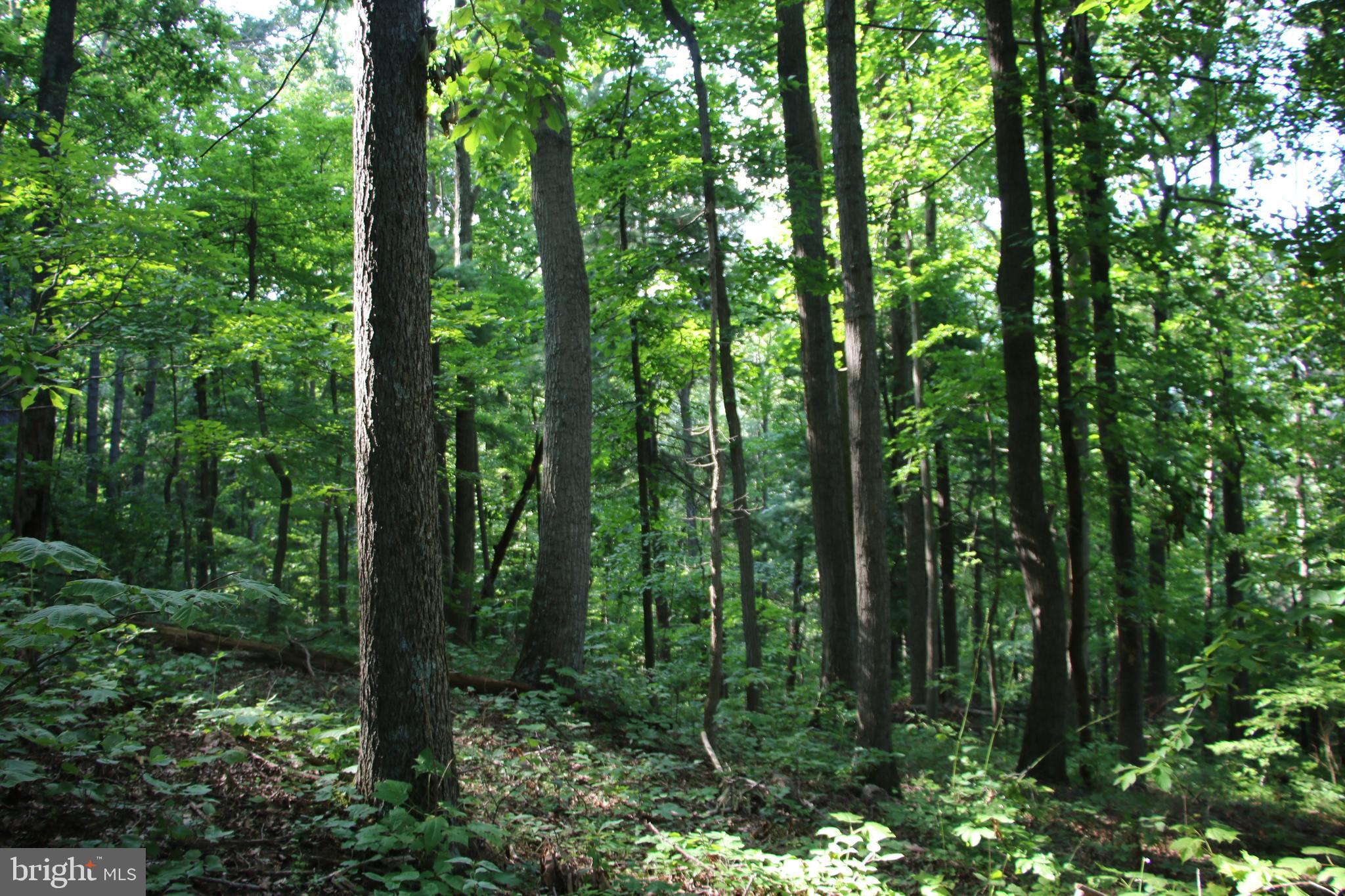 TURKEYPEN-HILL - Land