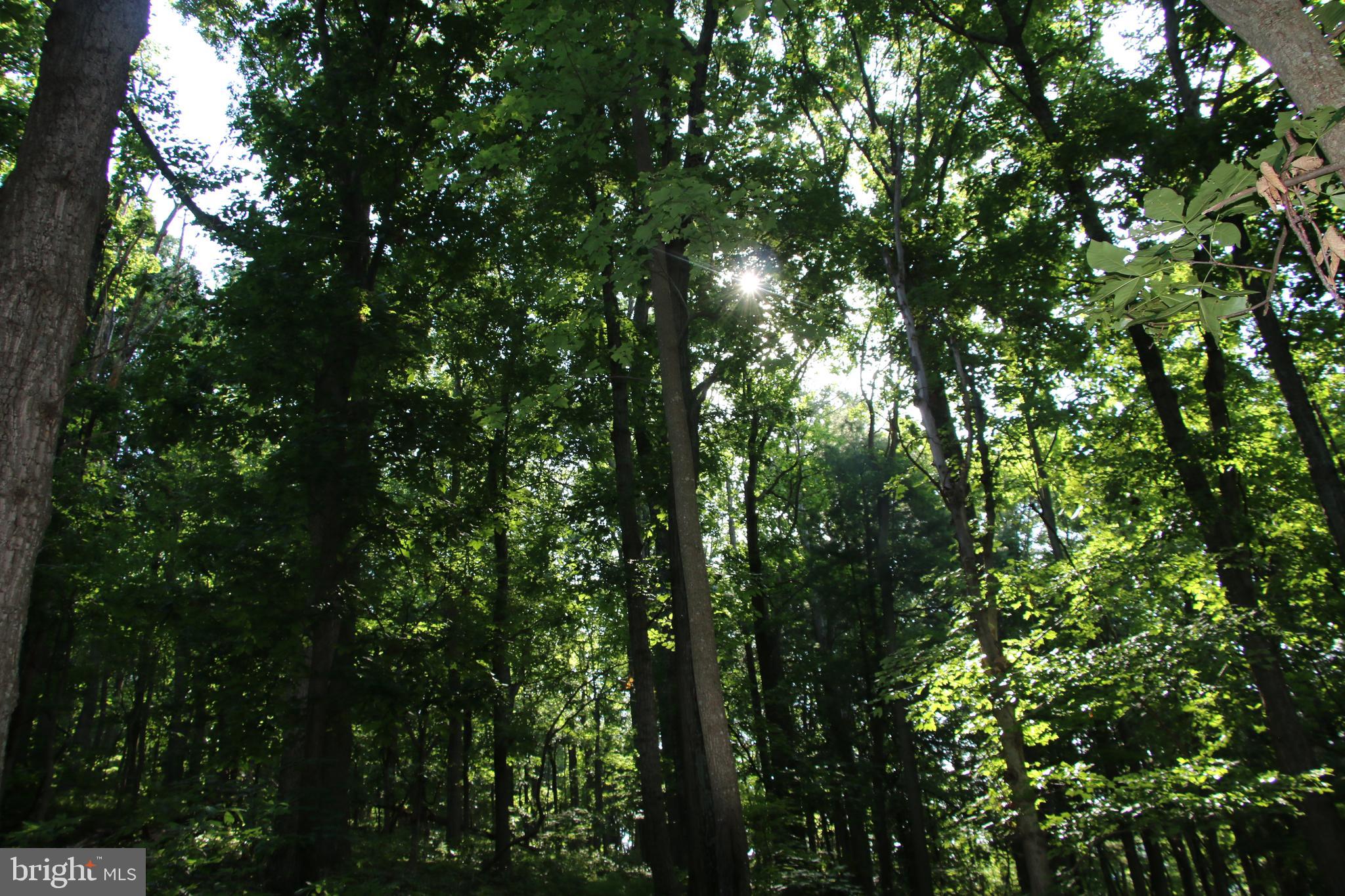 TURKEYPEN-HILL - Land