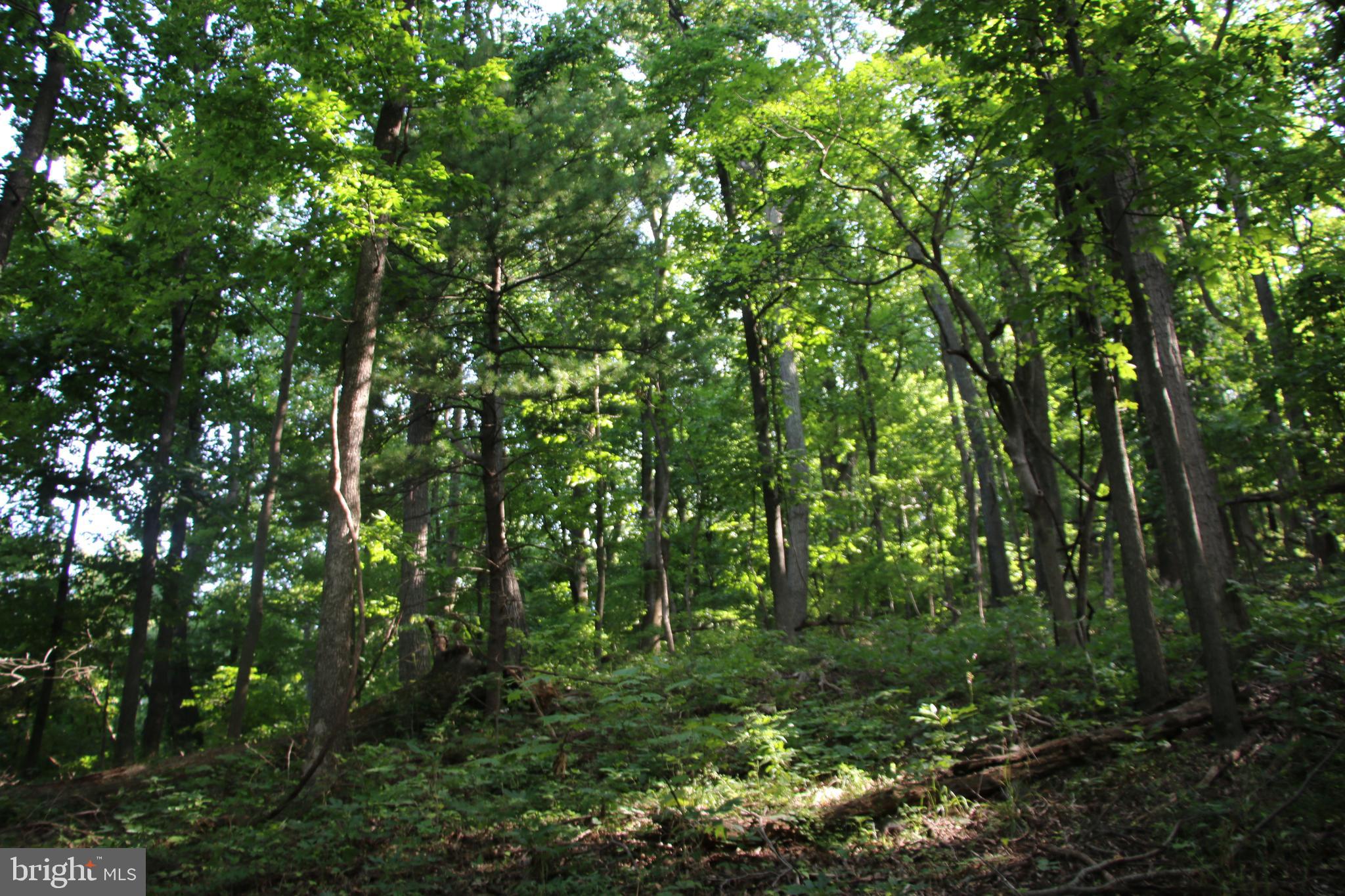 TURKEYPEN-HILL - Land
