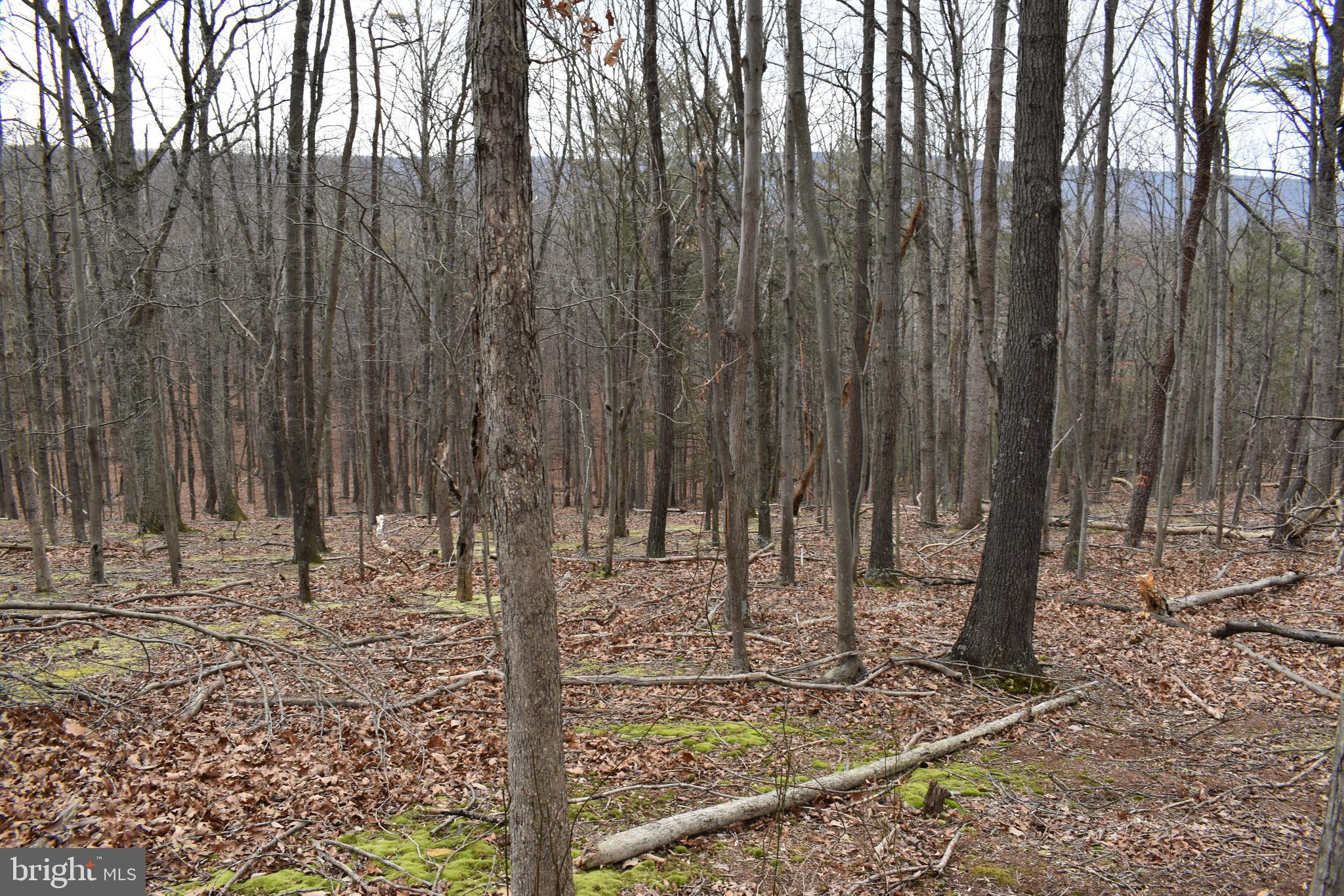 COLONIAL VILLAGE - Land