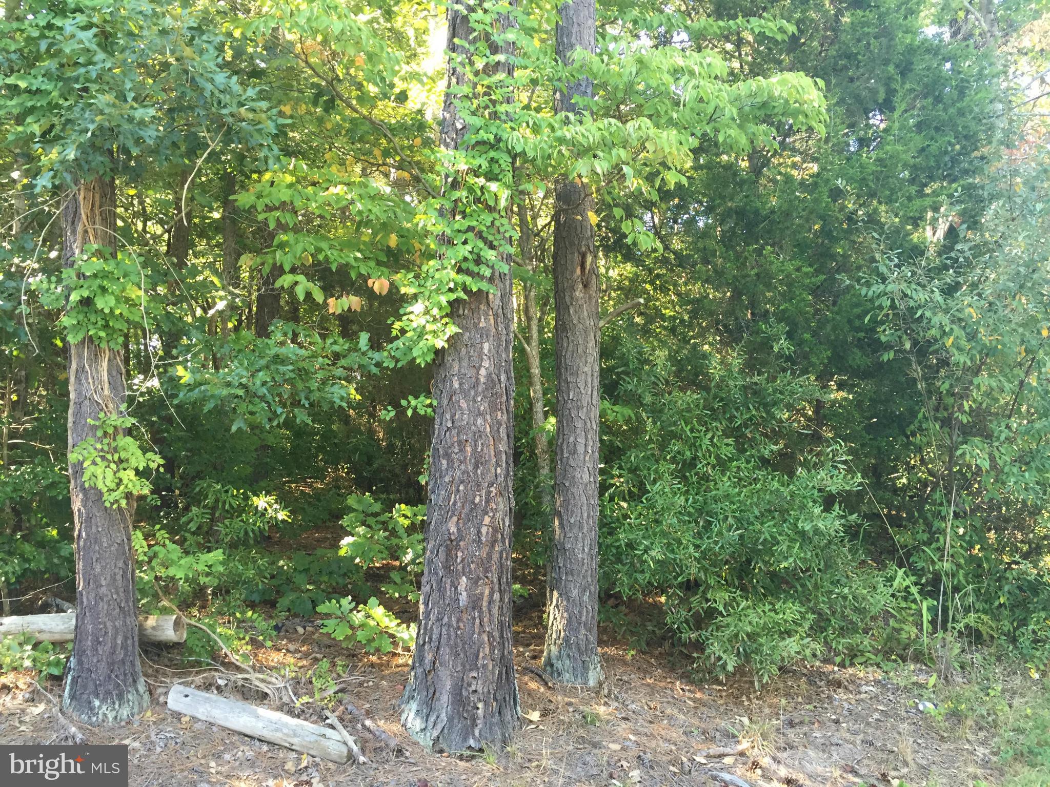 LAKE CAROLINE - Land