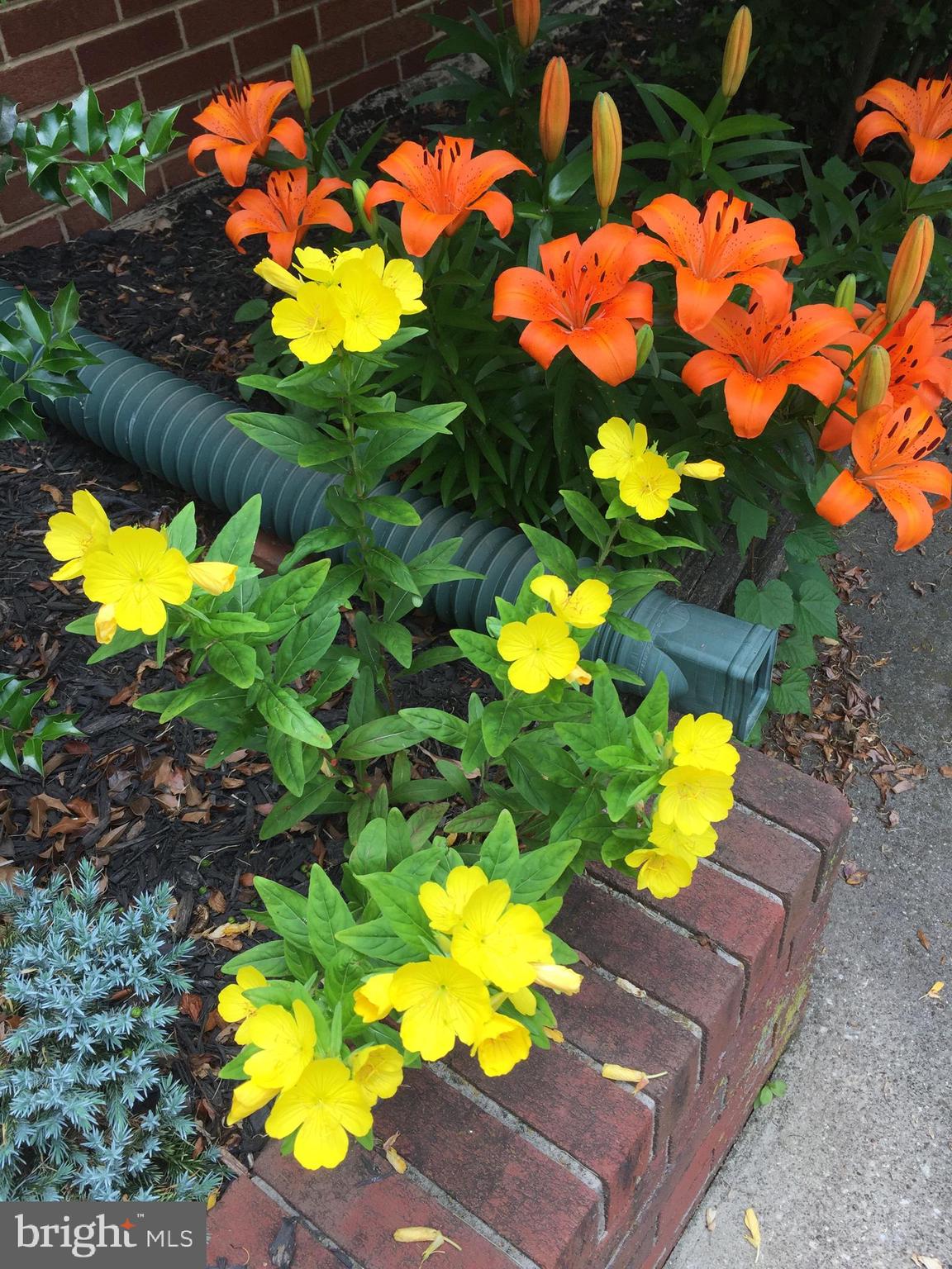 HILLANDALE HEIGHTS - Residential