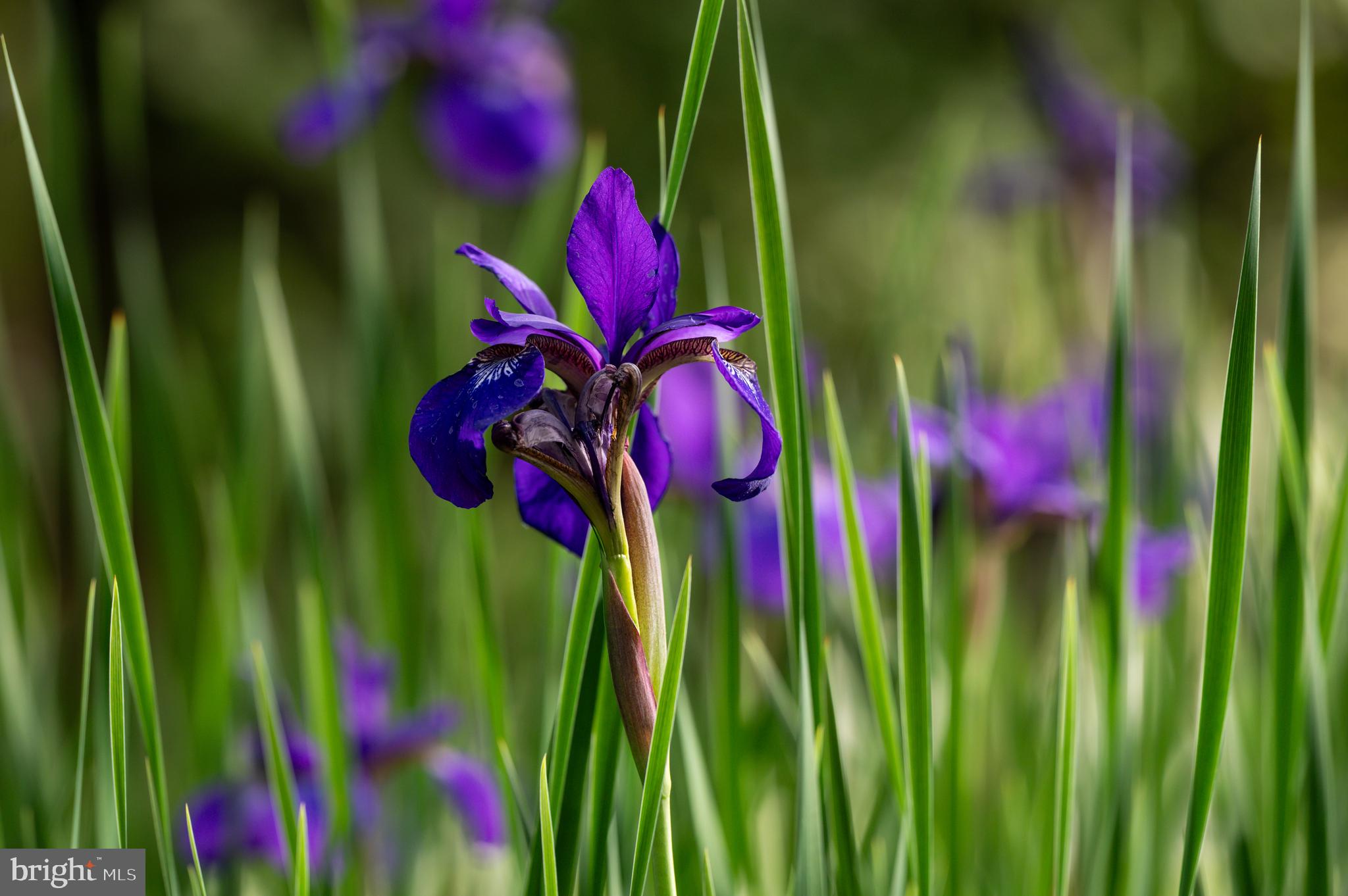 EDGEMOOR - Residential