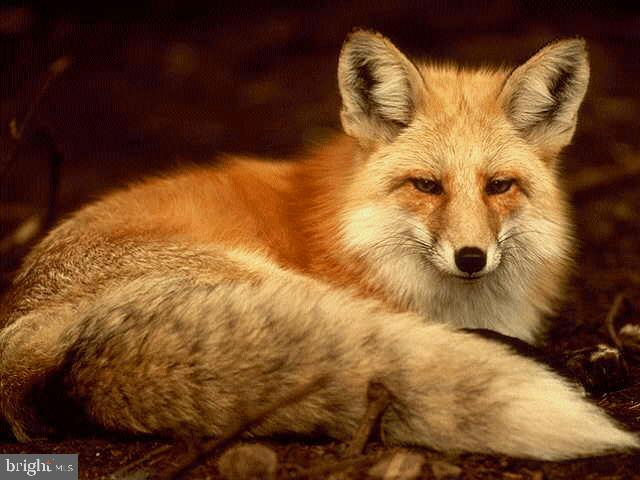 SPRING MEADOWS - Residential